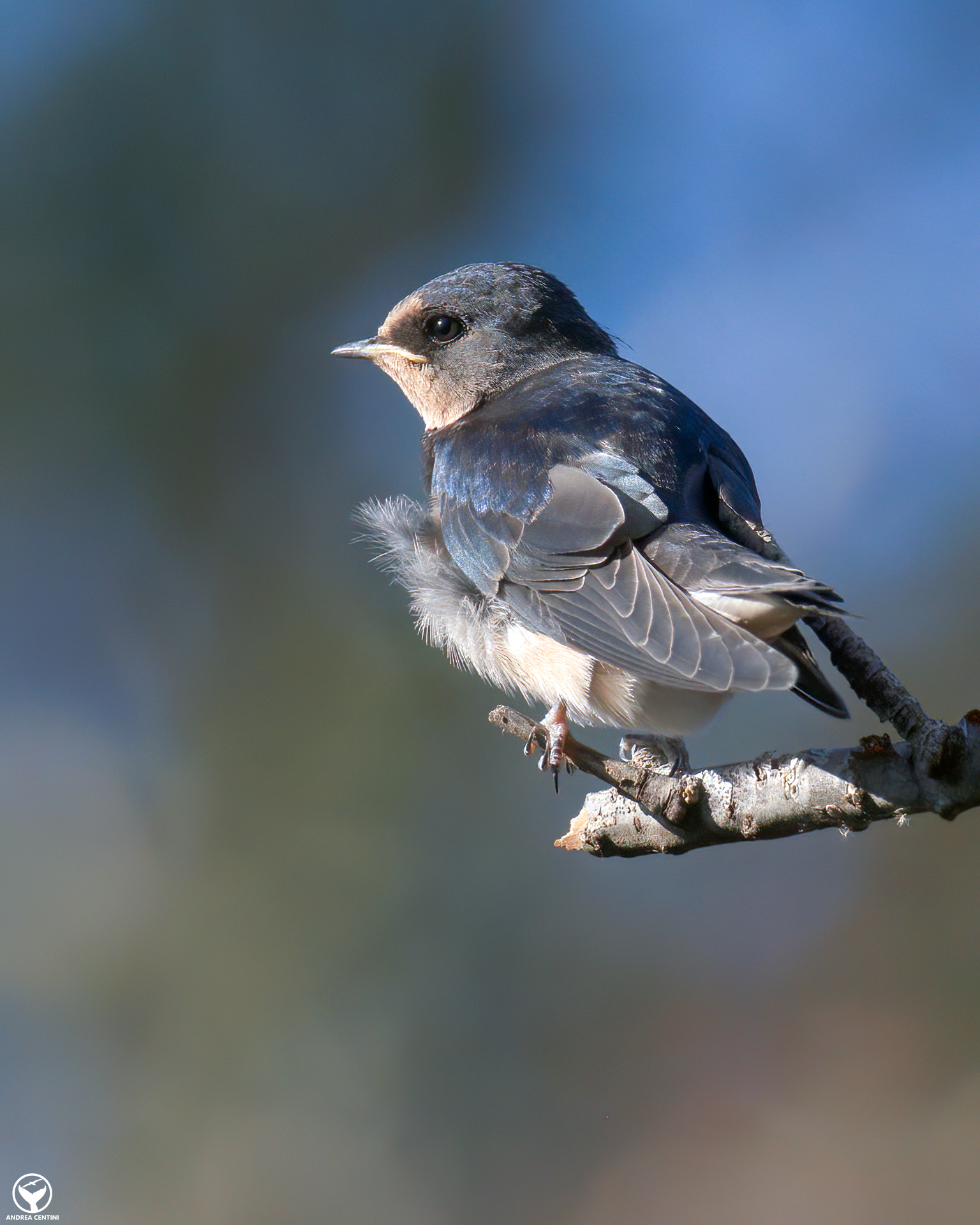Swallow (Hirundo rustica)...