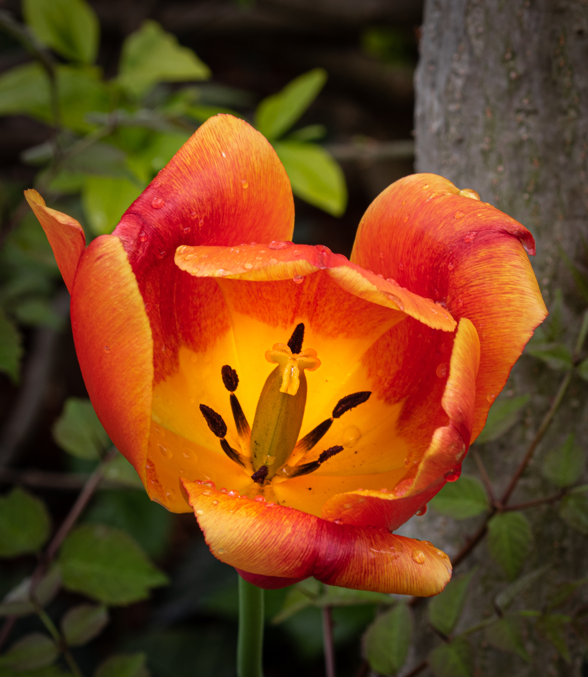 Blooming Tulip...