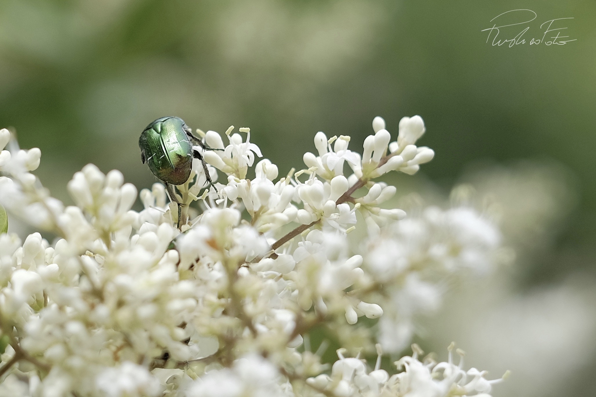 Green Beetle ...