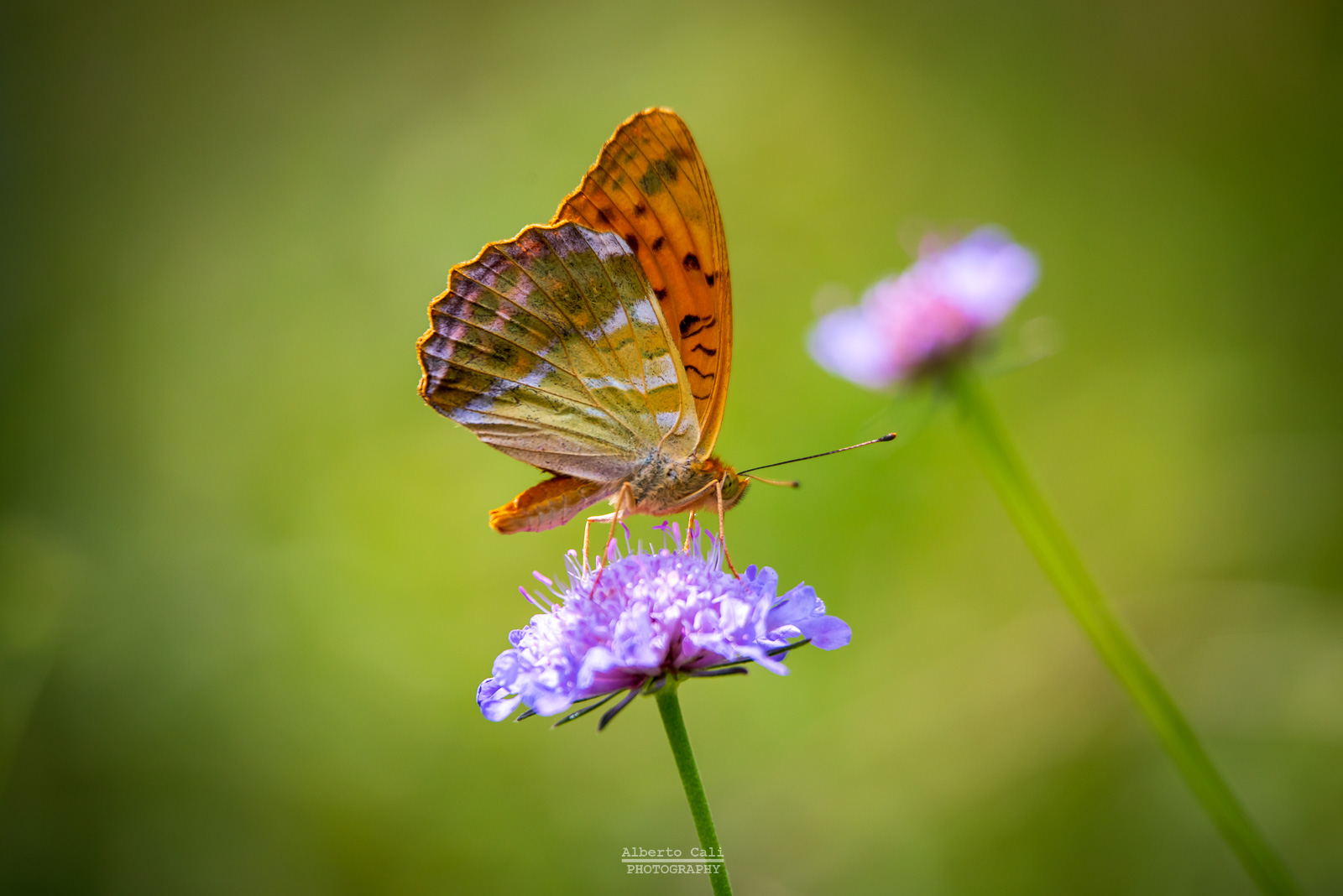 Butterfly on Flower...
