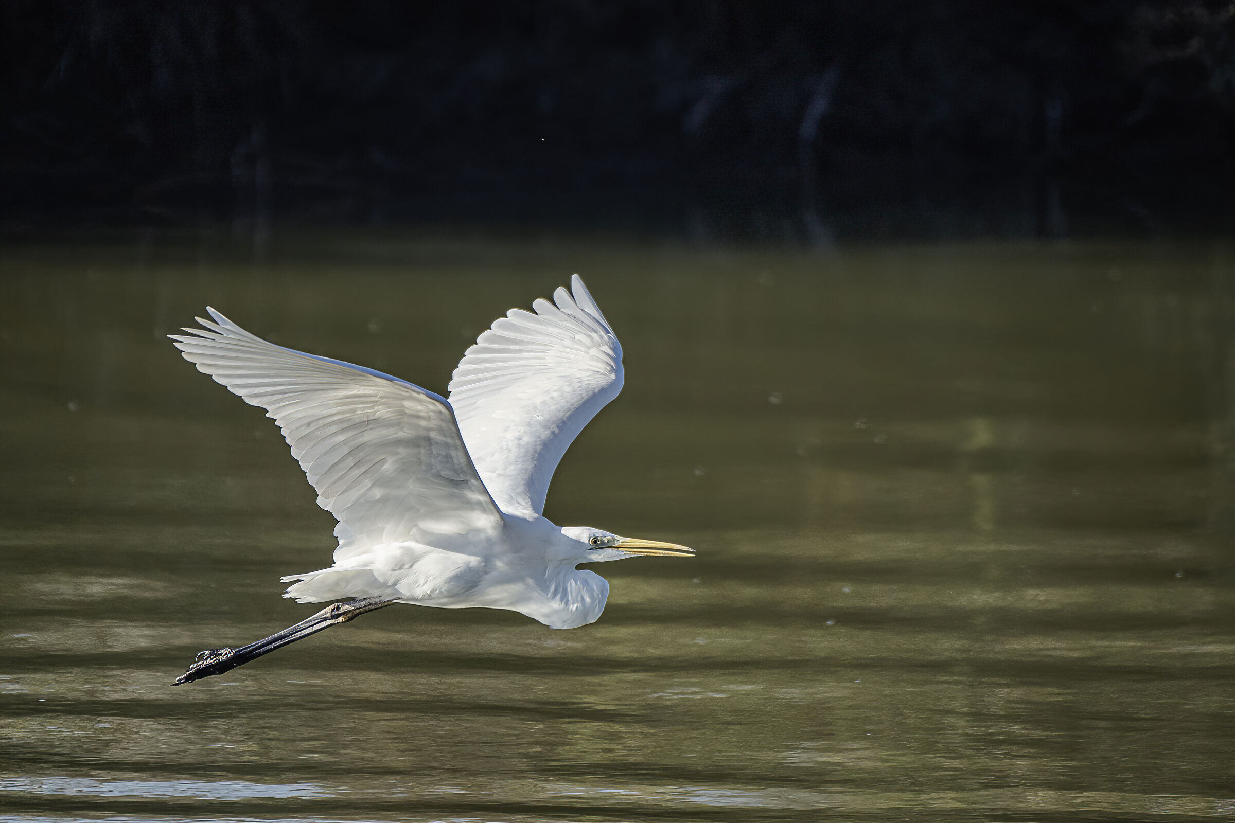 Egretta egrets in flight...