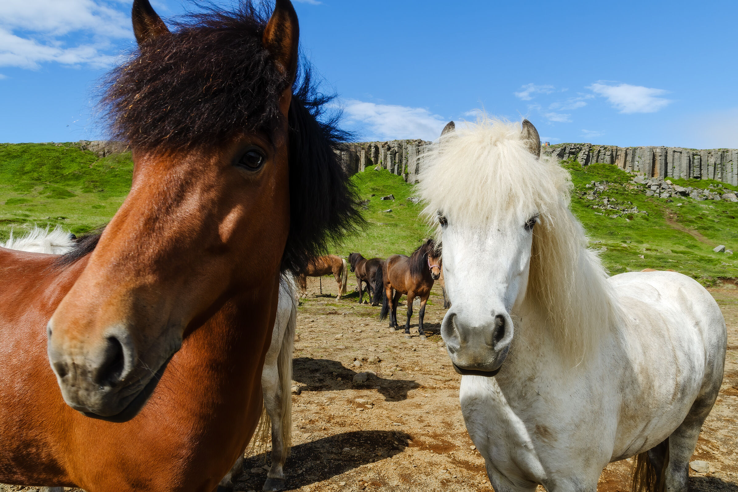 Icelandic horses...