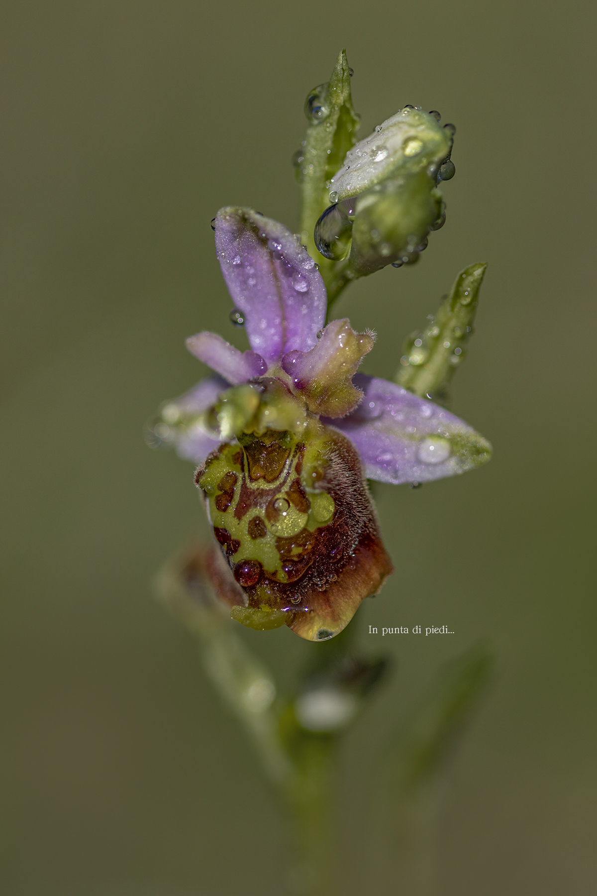 Ofride of the Fuchi - Ophrys holosericea...