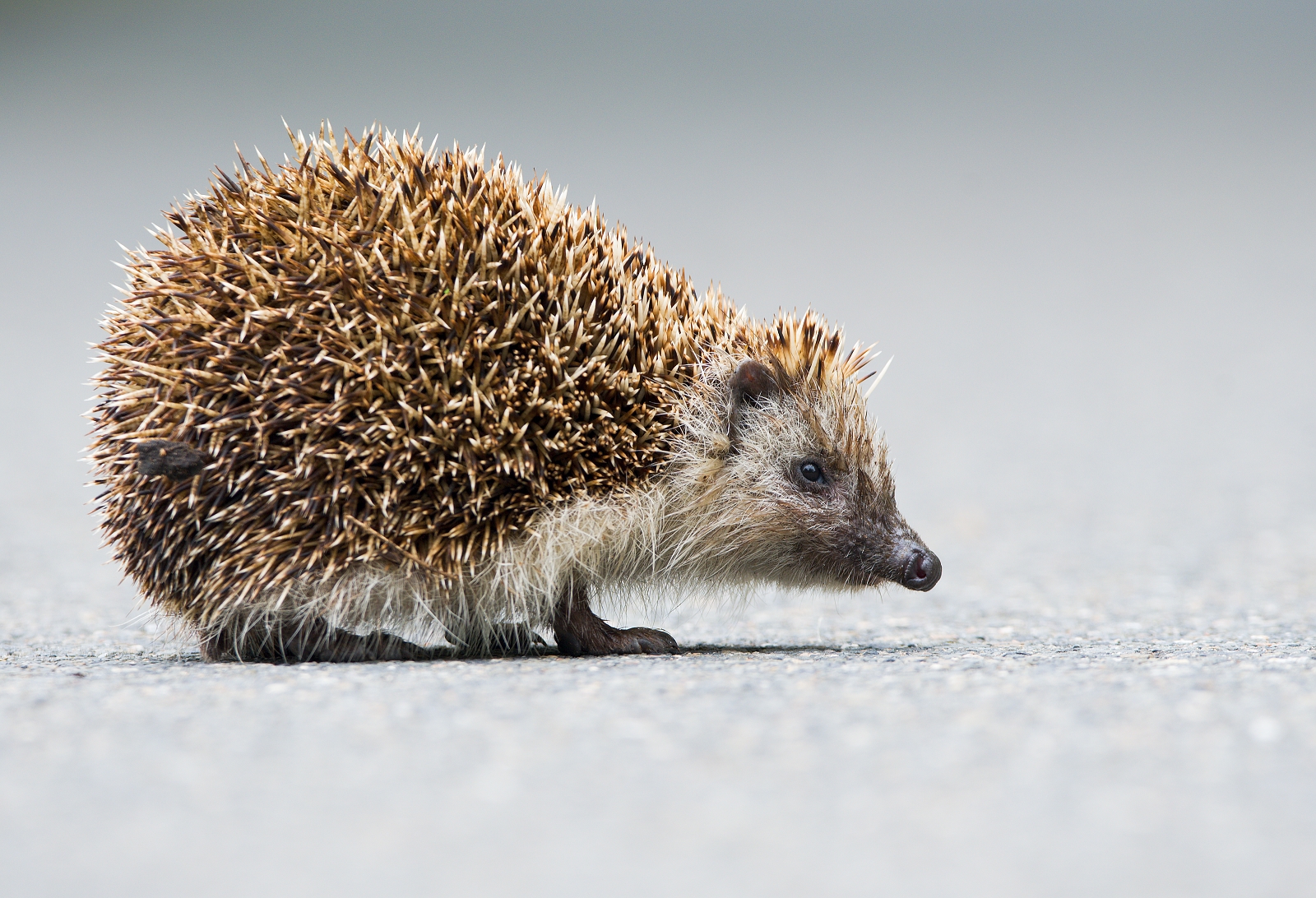 young hedgehog on the road...