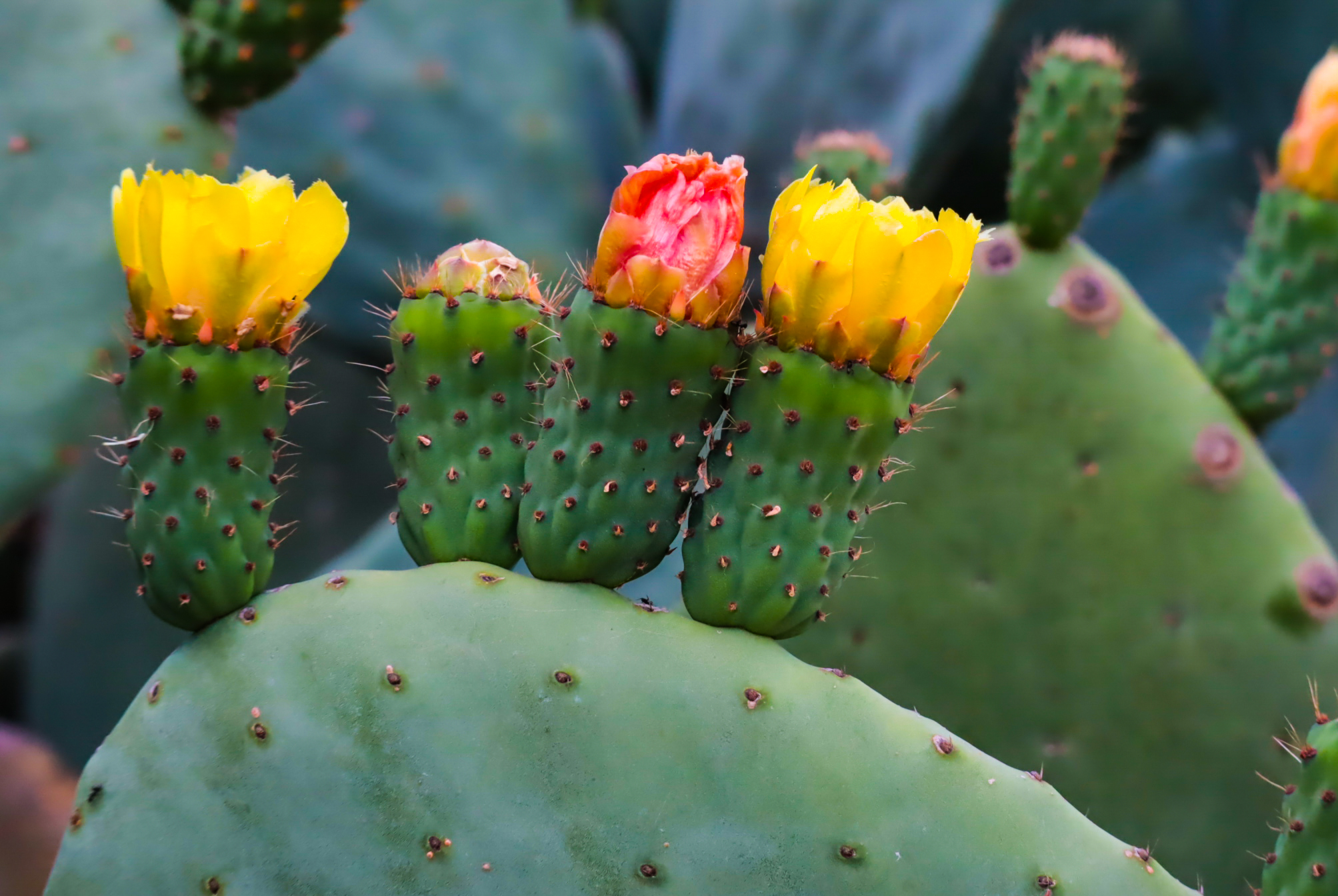 Blossomed prickly pears...