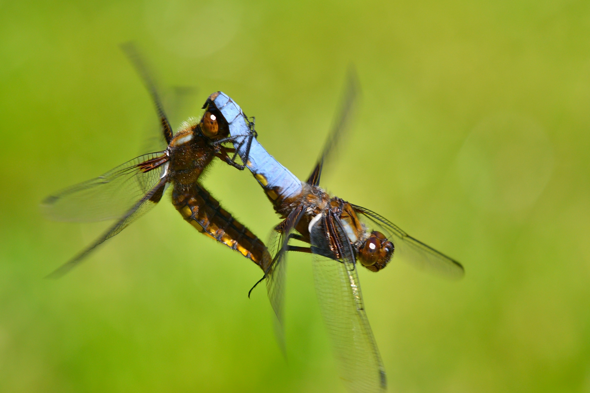 depressed dragonflies in love......