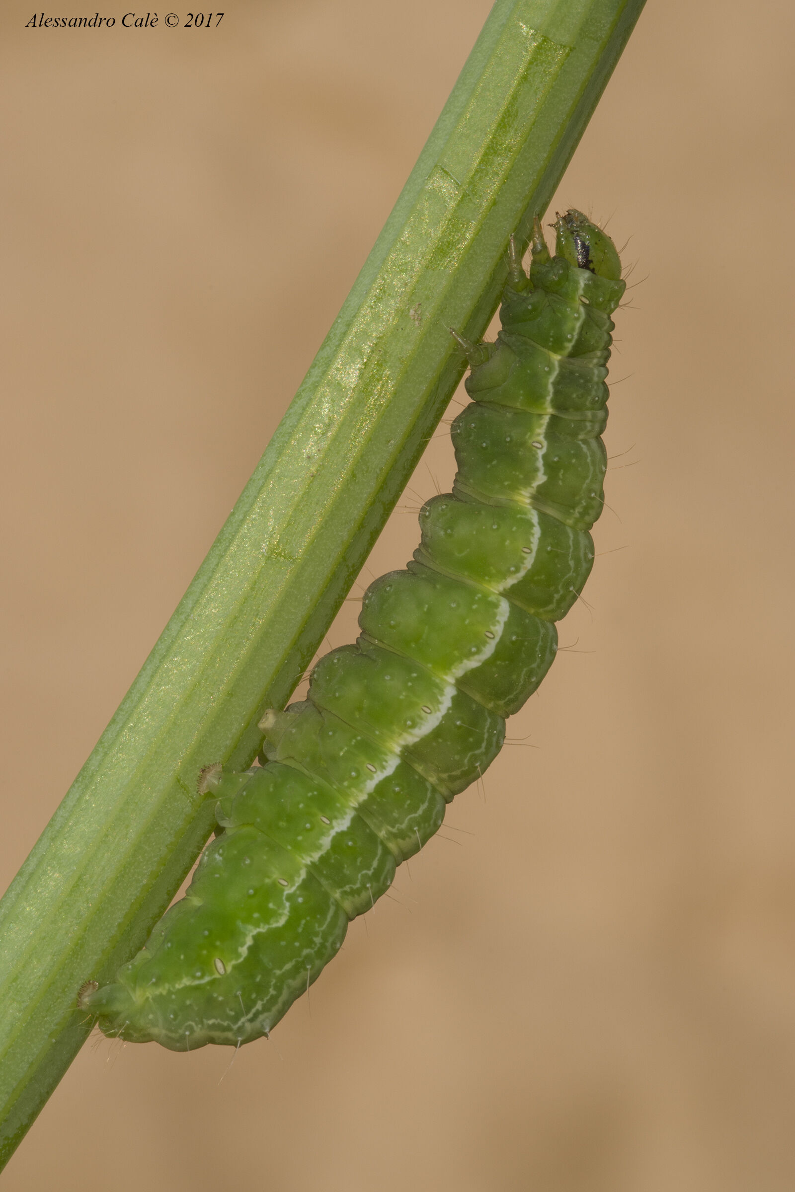 Caterpillar 4494...