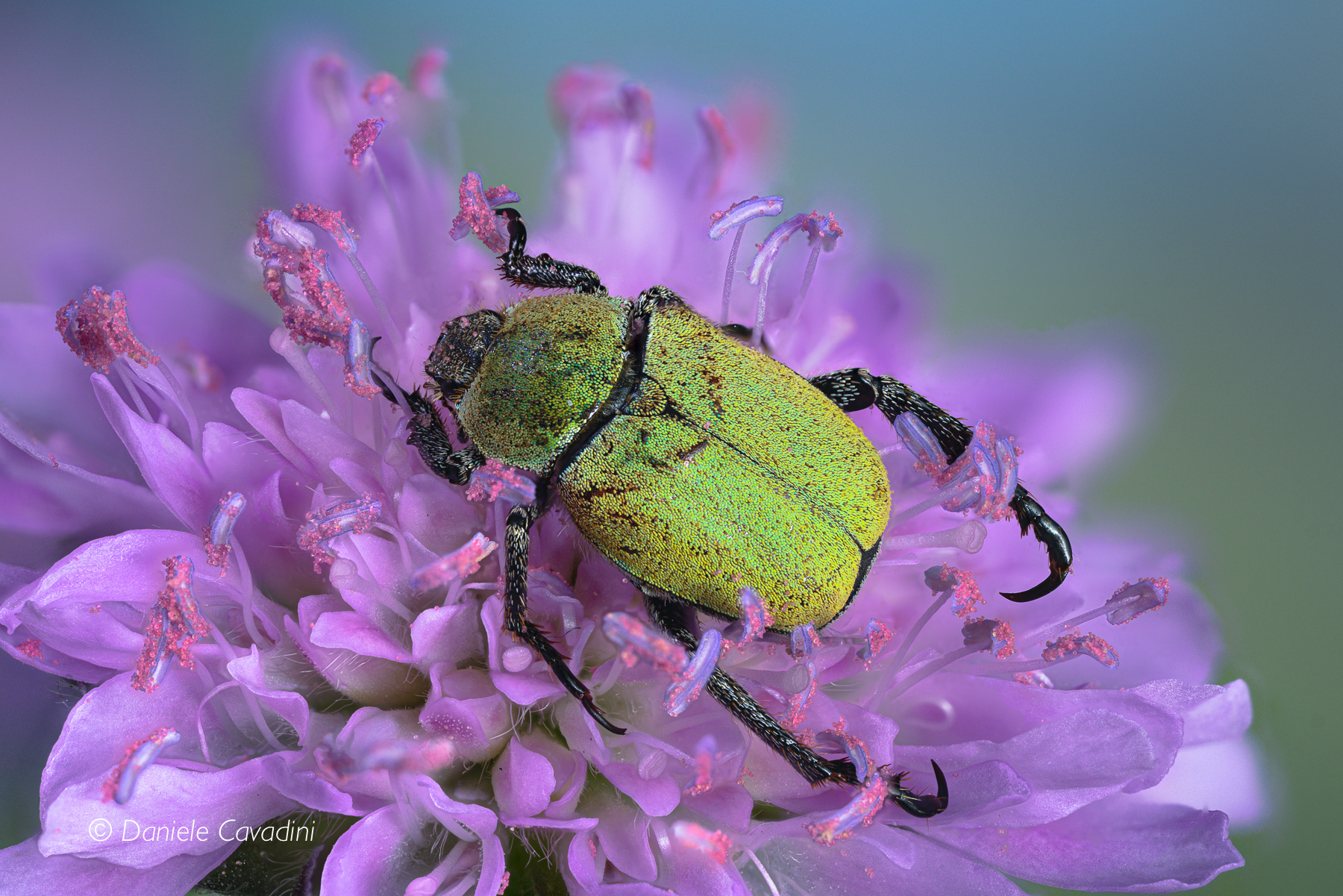 Hoplia parvula, Coleoptera, Scarabaeidae...