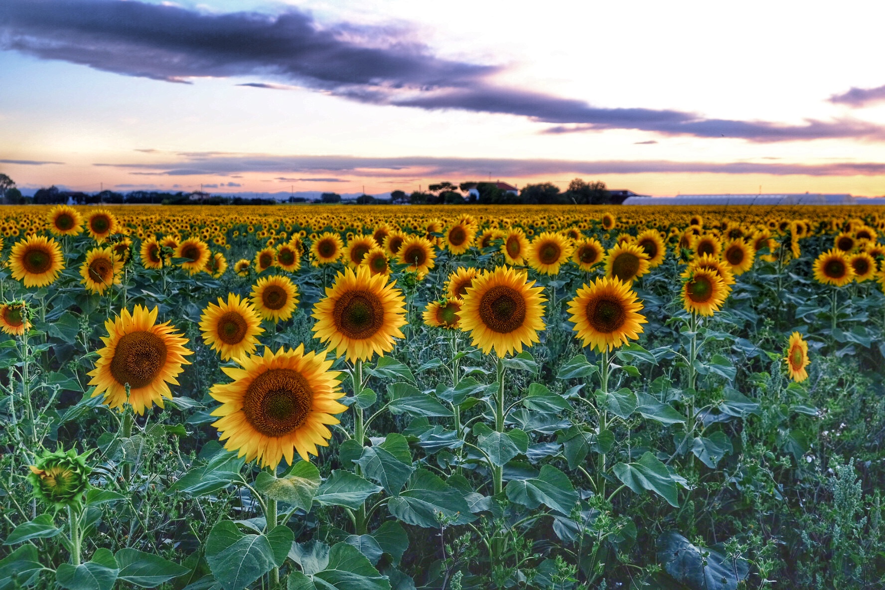 Countryside with sunflowers...