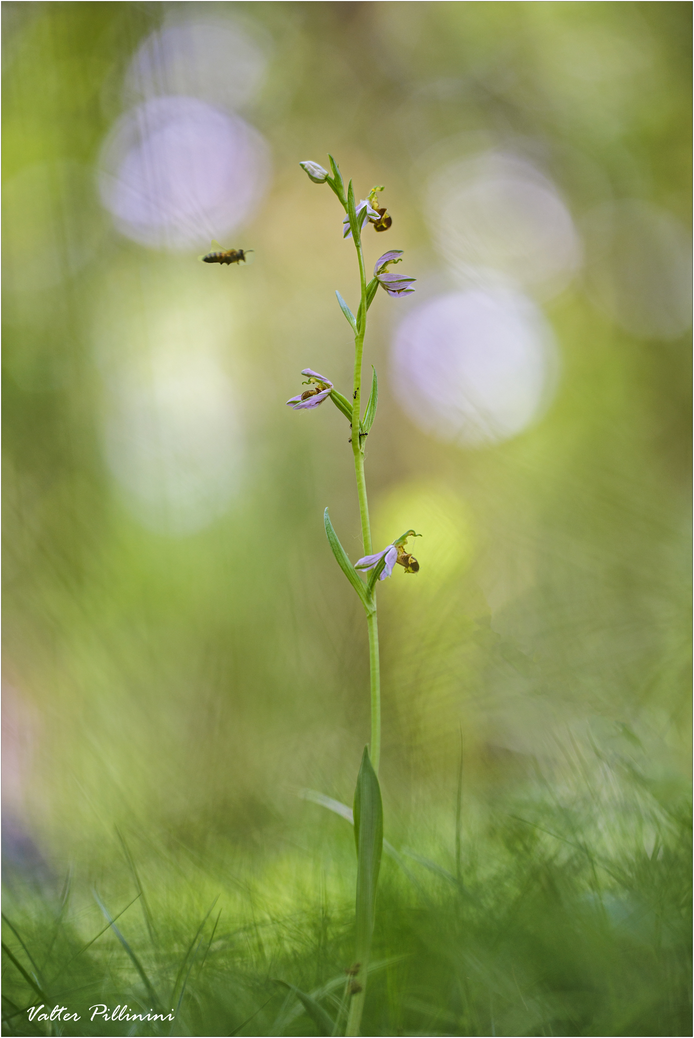 Ophrys apifera...
