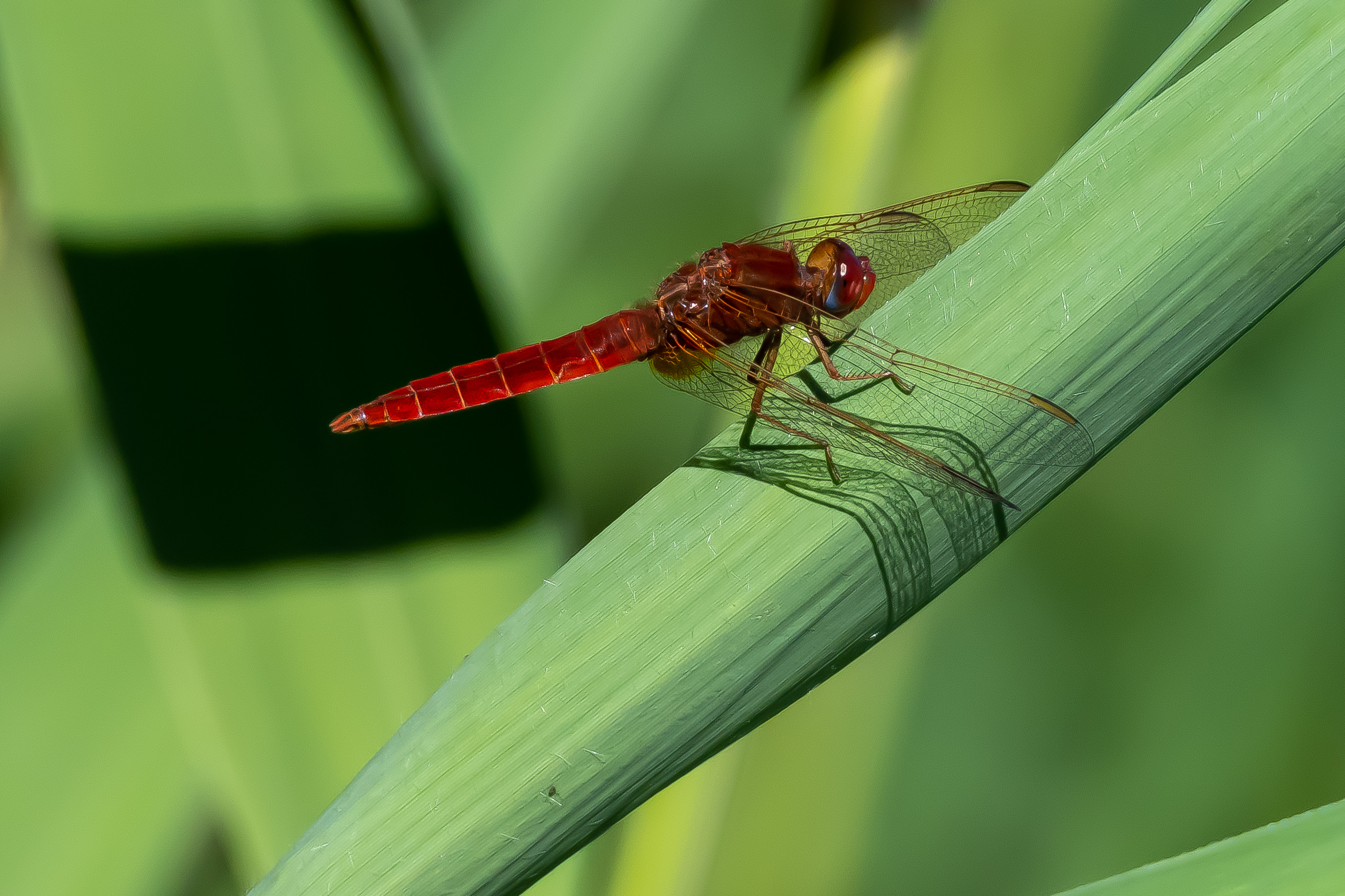 Bridesmaid dragonfly ...