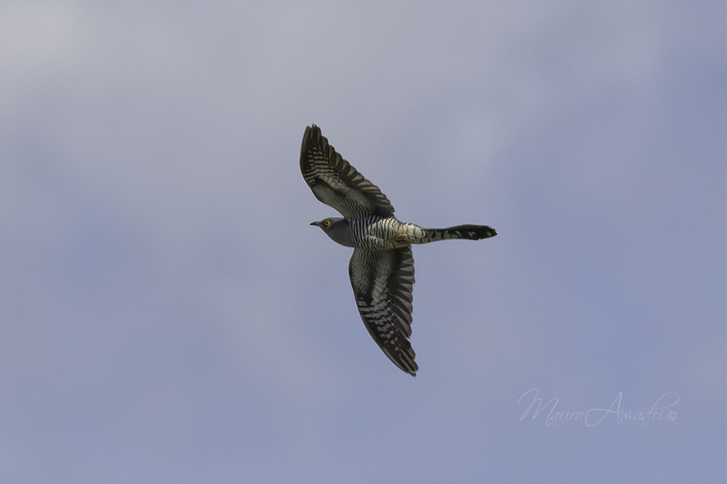 Cuckoo flying on the Tiber...