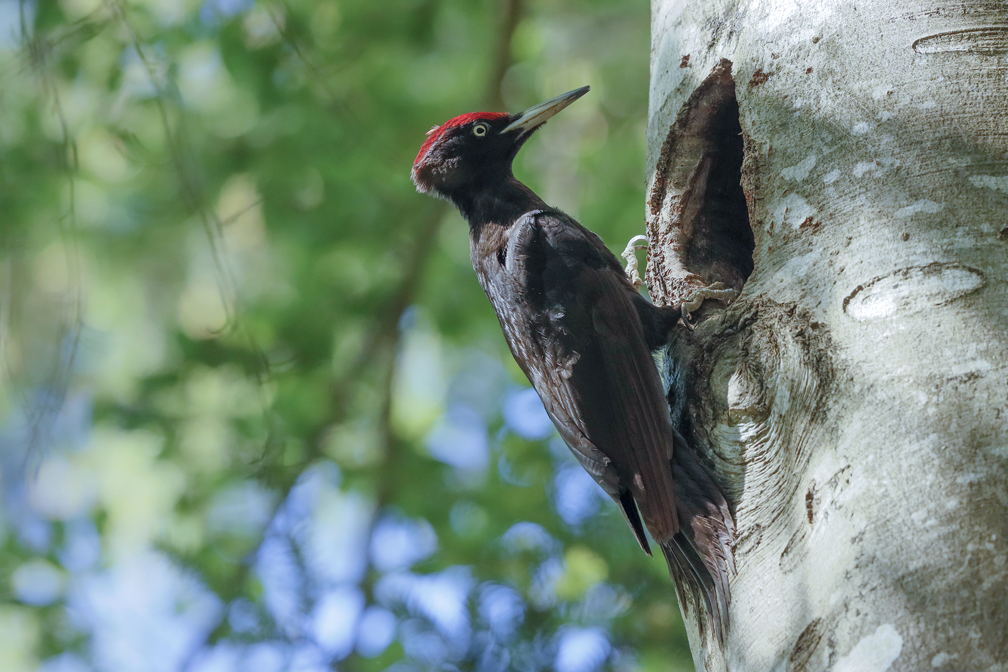 black woodpecker male of the Trentino...