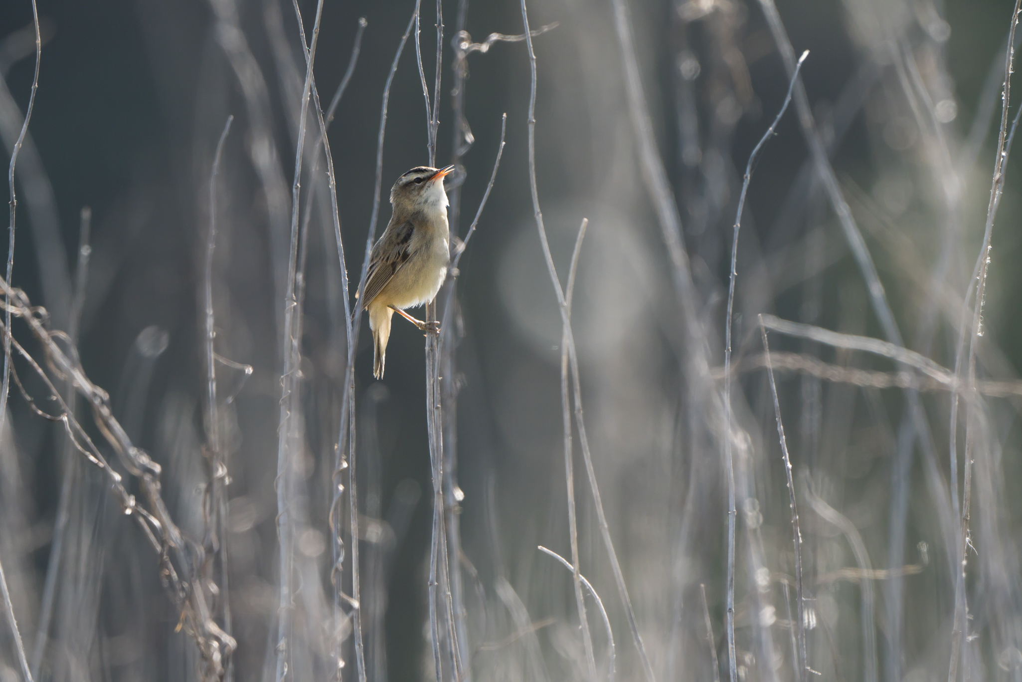 Sedge warbler (Acrocephalus schoenobaenus)...