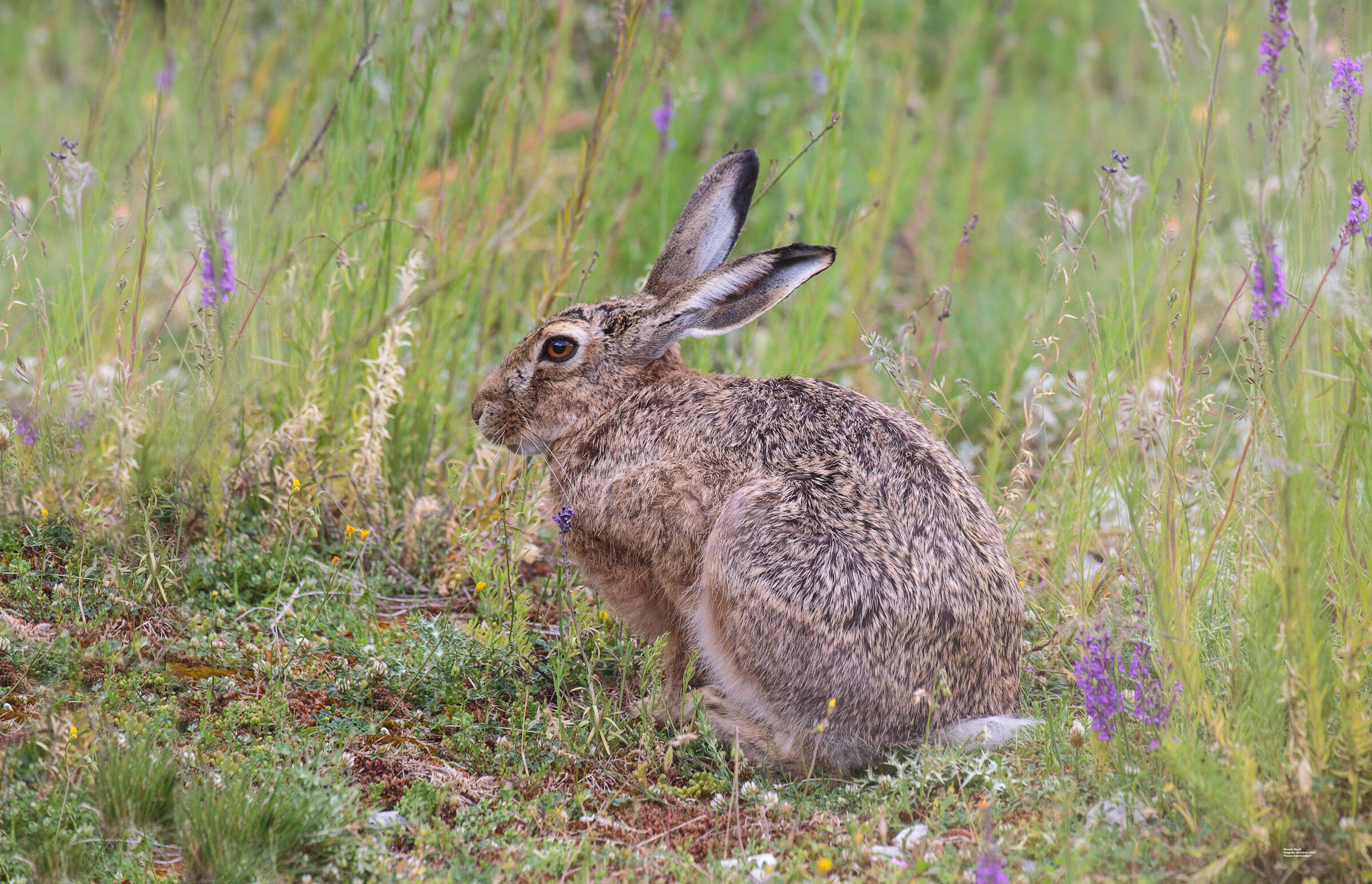 PNALM hare and blooms...