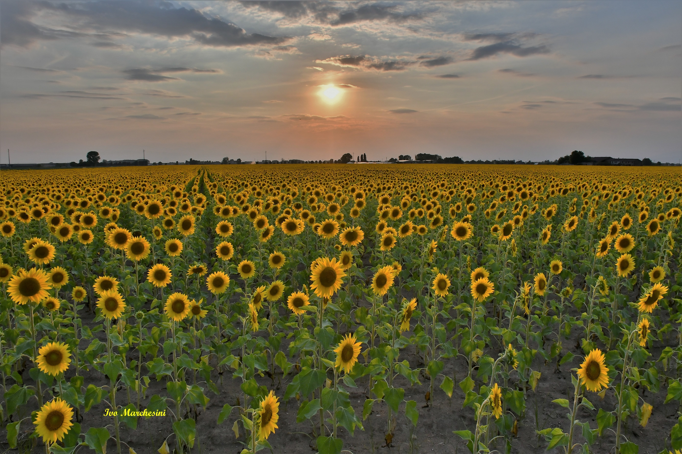 Special sunset .... Sunflowers...