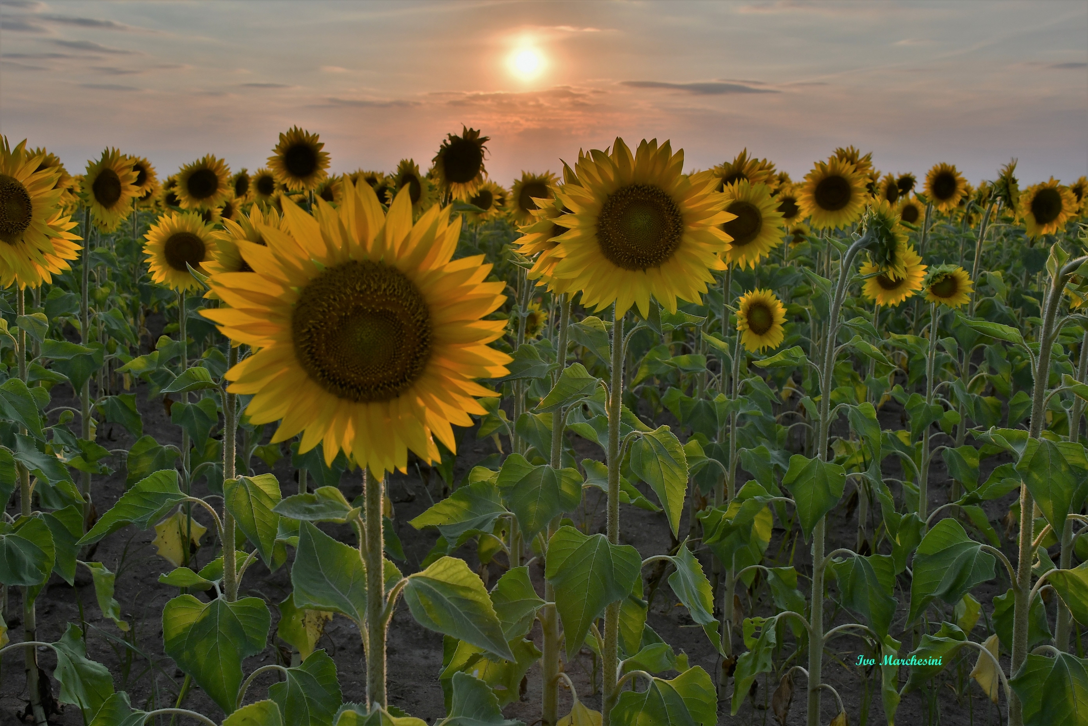 Special sunset .... Sunflowers, California...