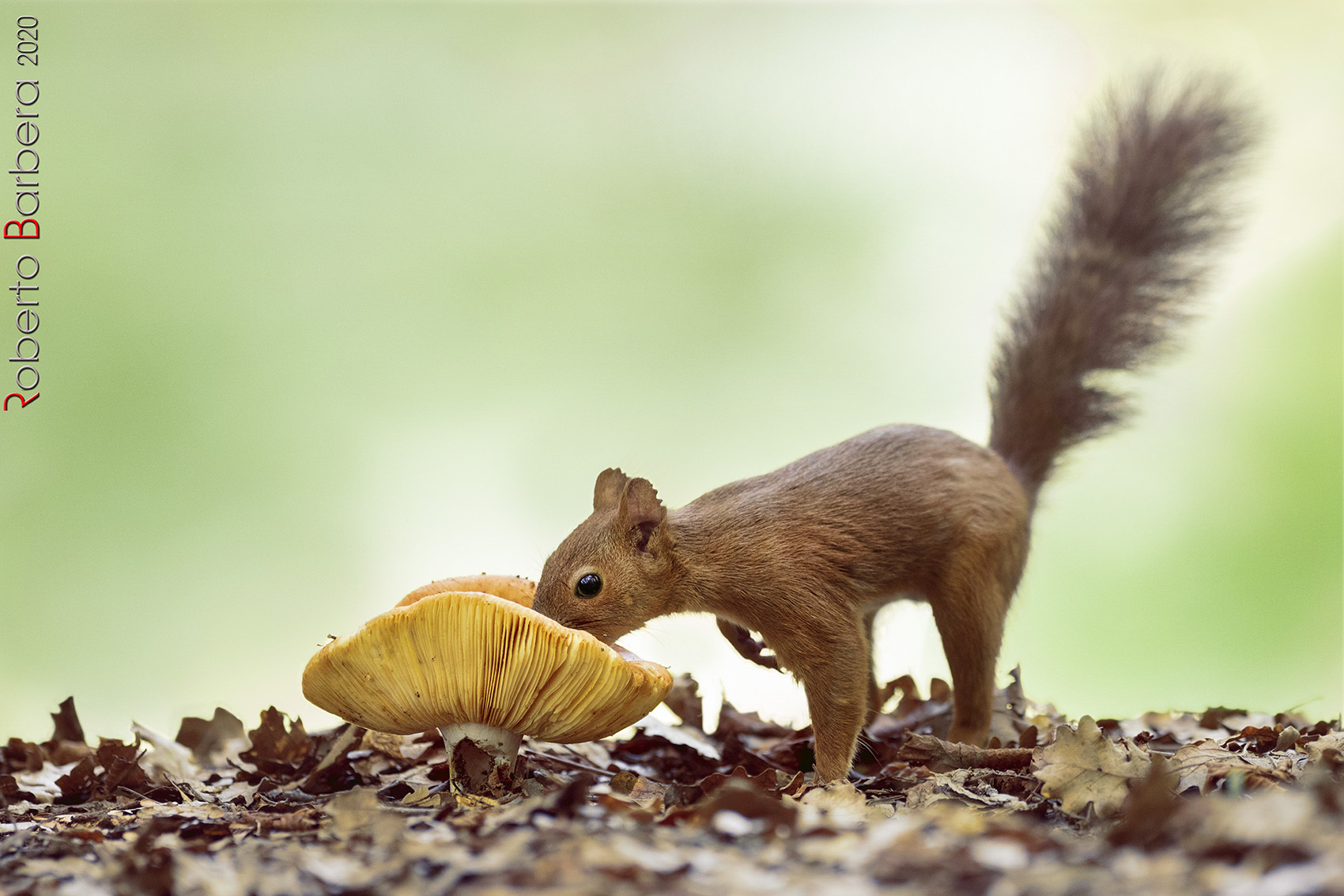 La scoiattolina annusa cautamente il fungo, sarà buono?...