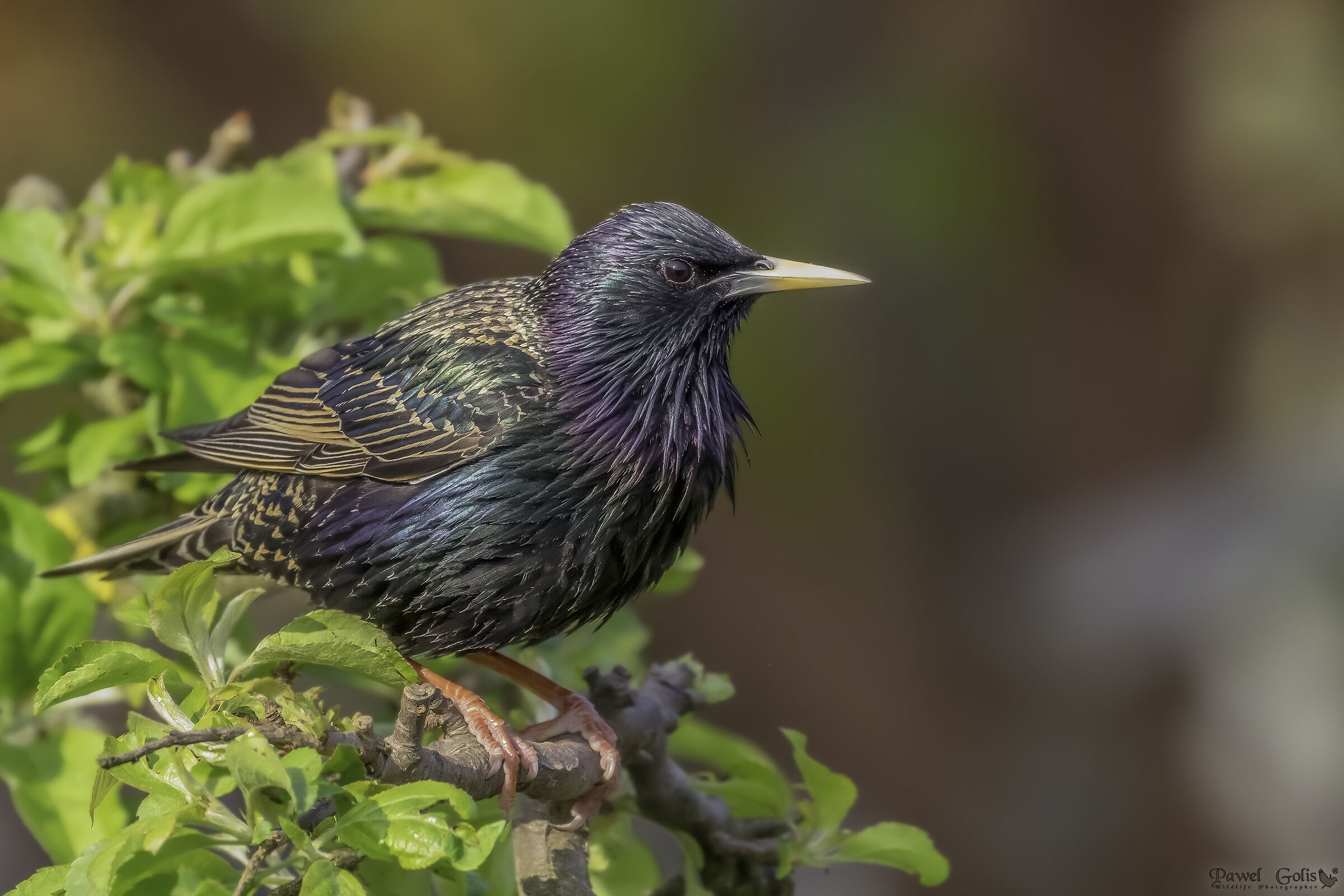 Common starling (Sturnus vulgaris)...