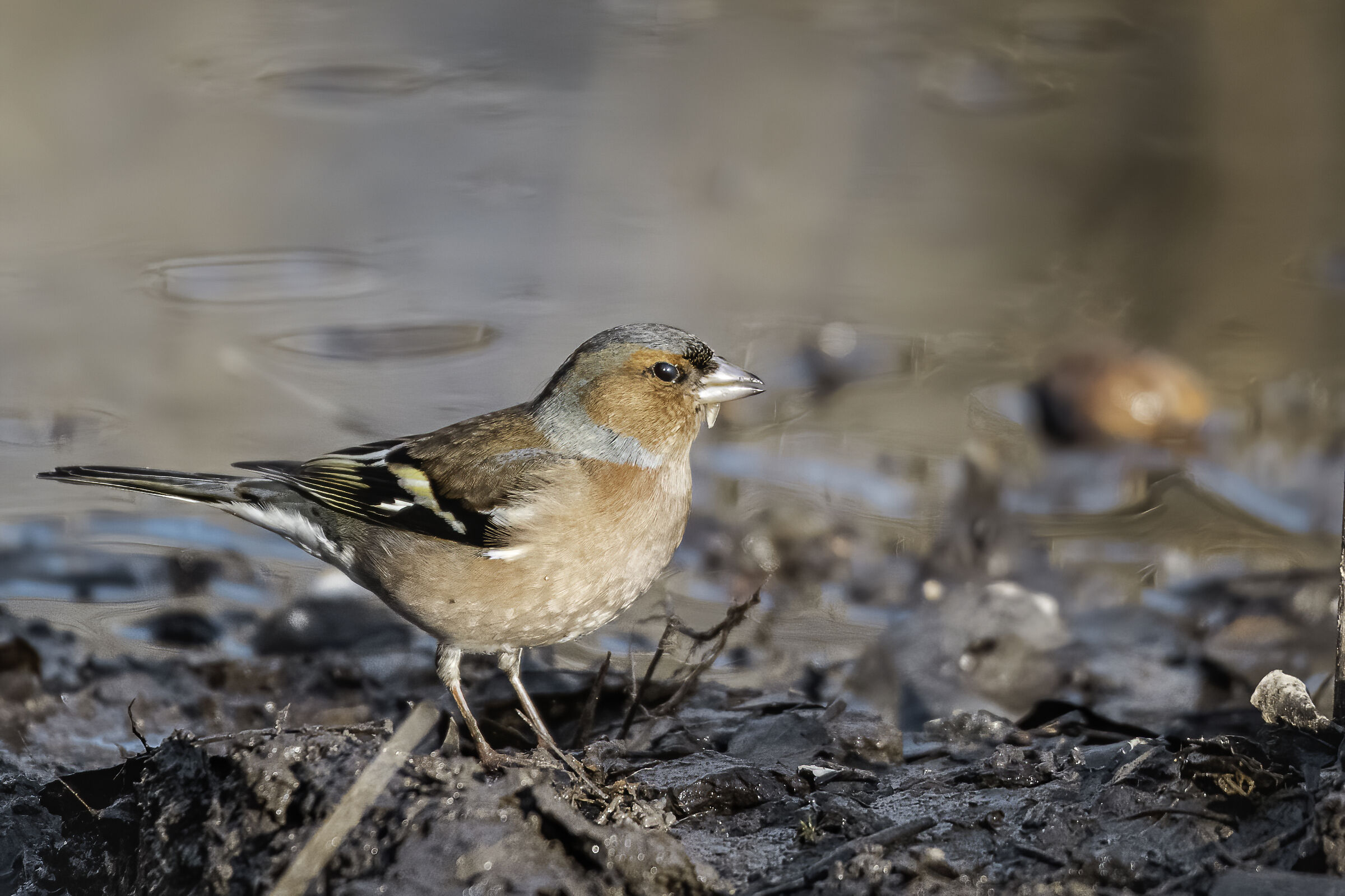 Chaffinch...