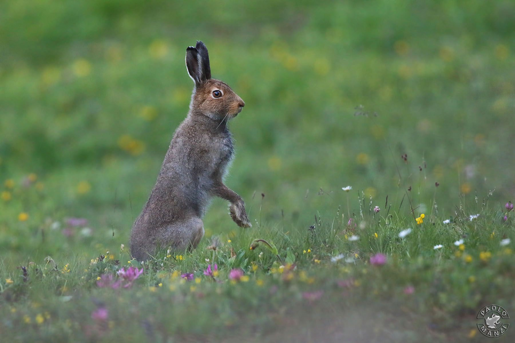 Variable hare ...