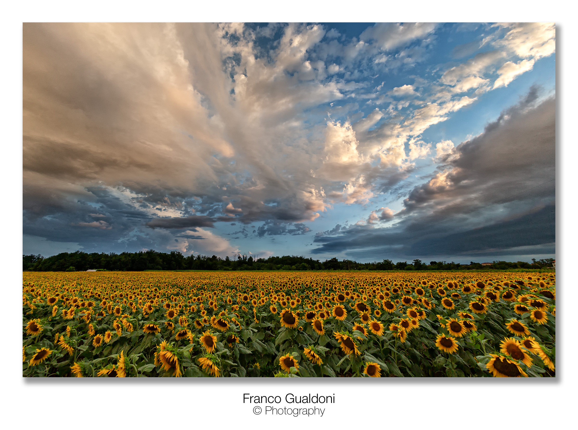 Sunflower field......
