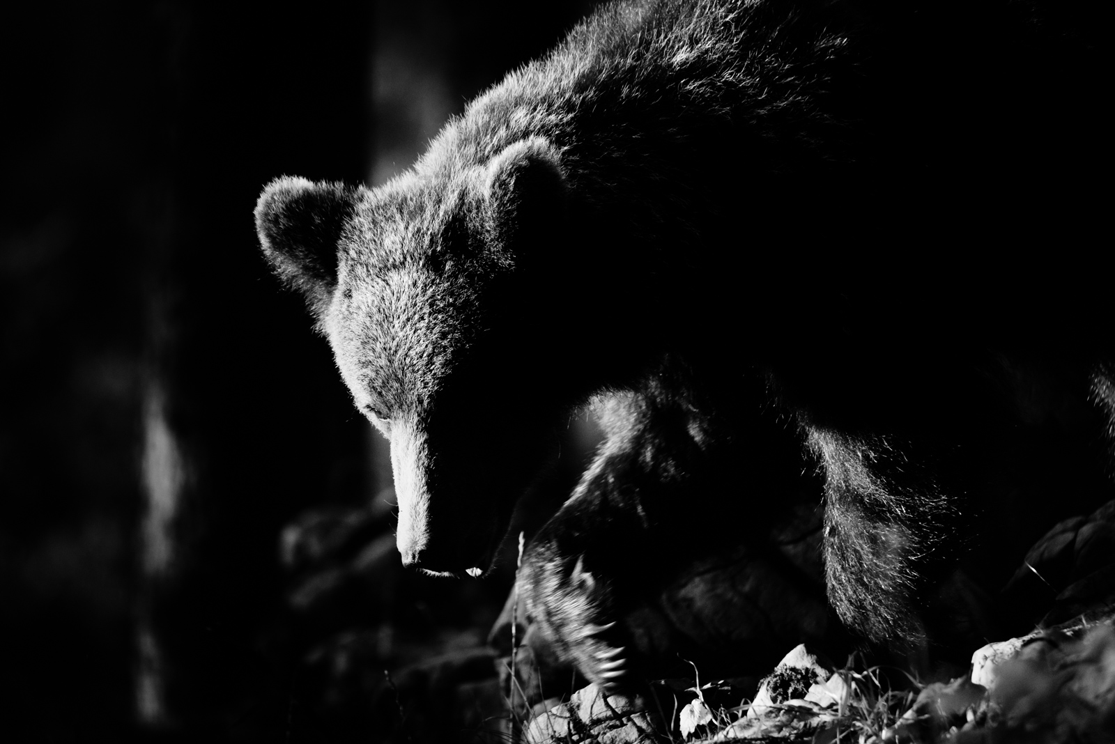 Bear Portrait ...
