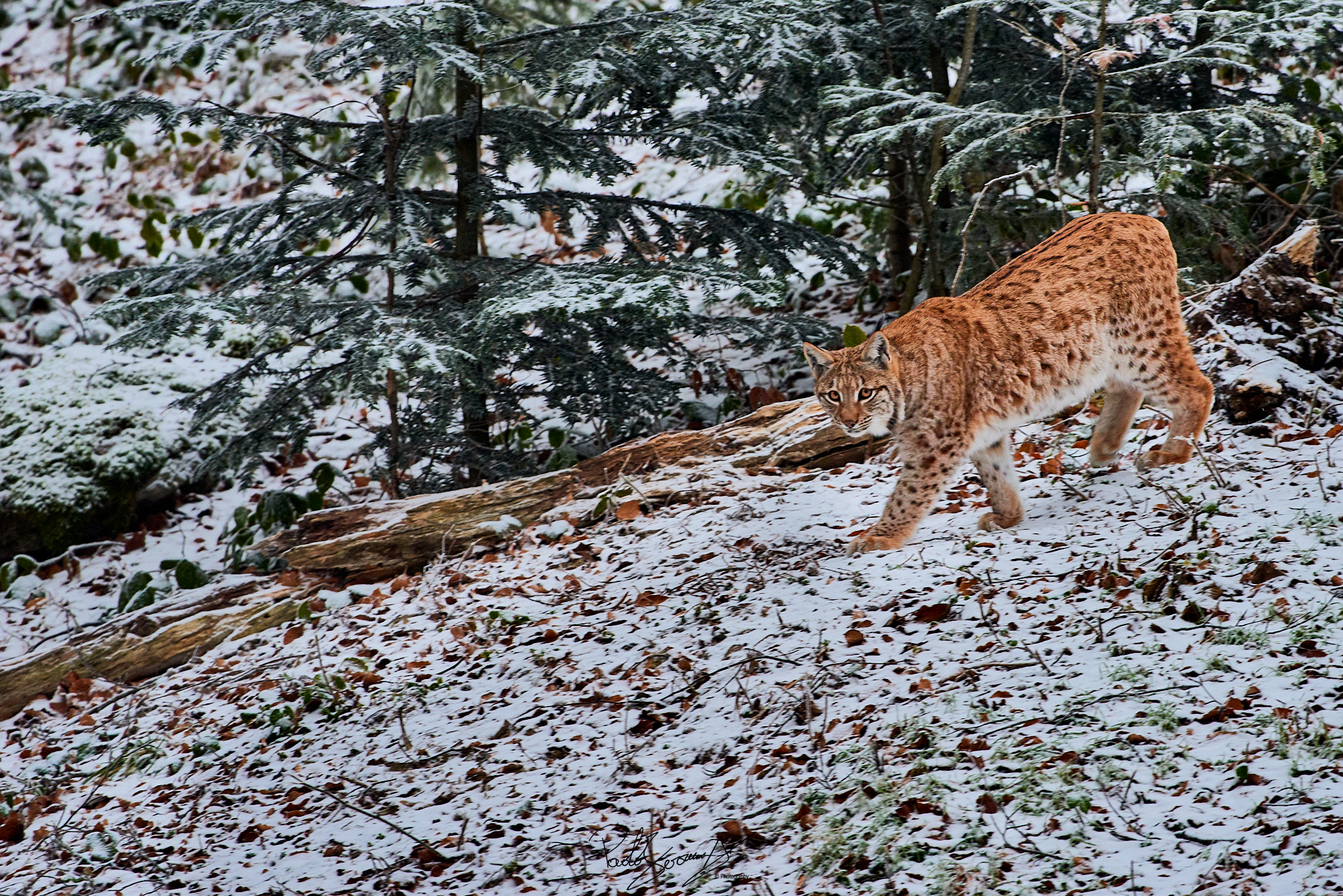 Lynx in the snow...