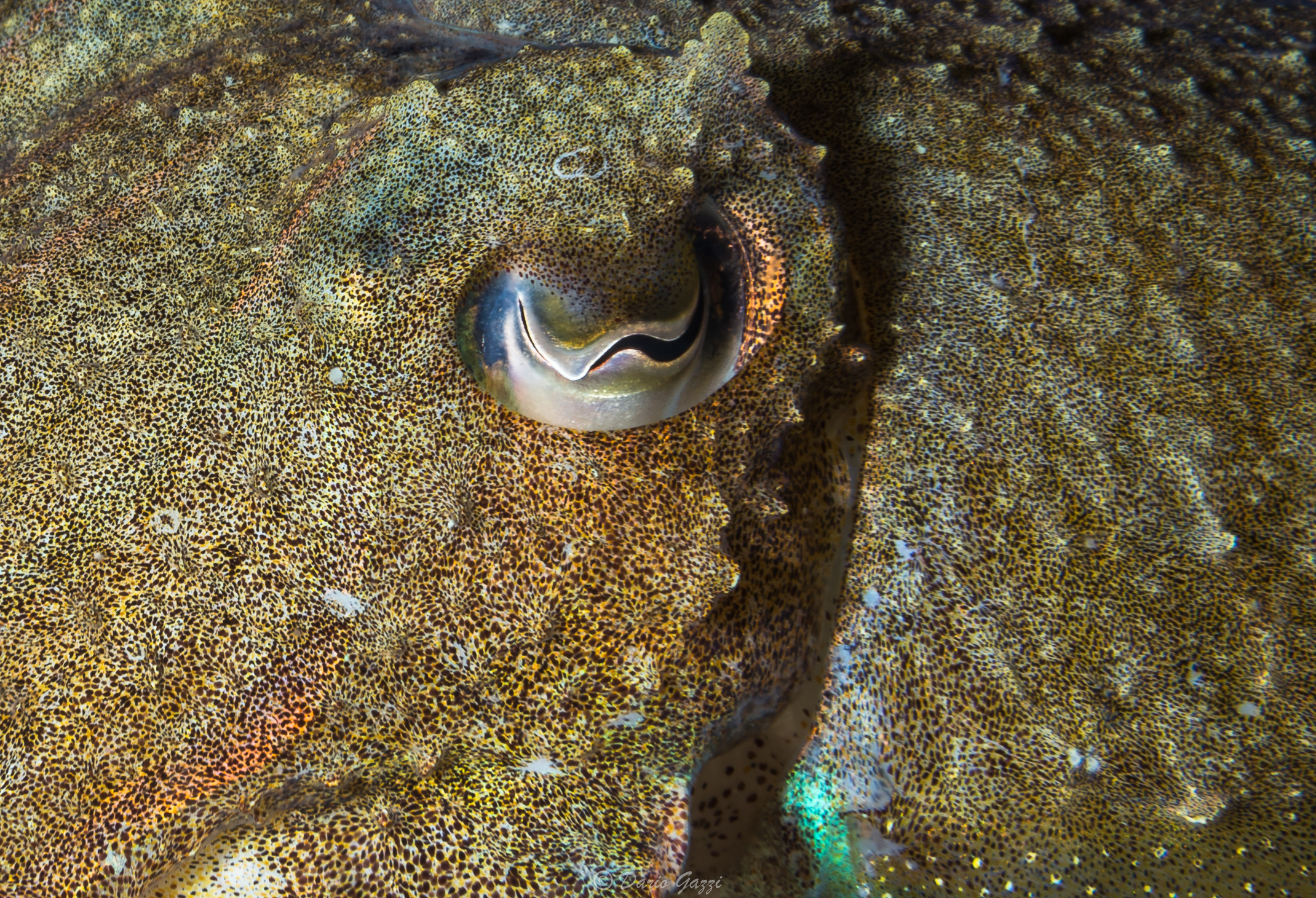 Cuttlefish closeup...