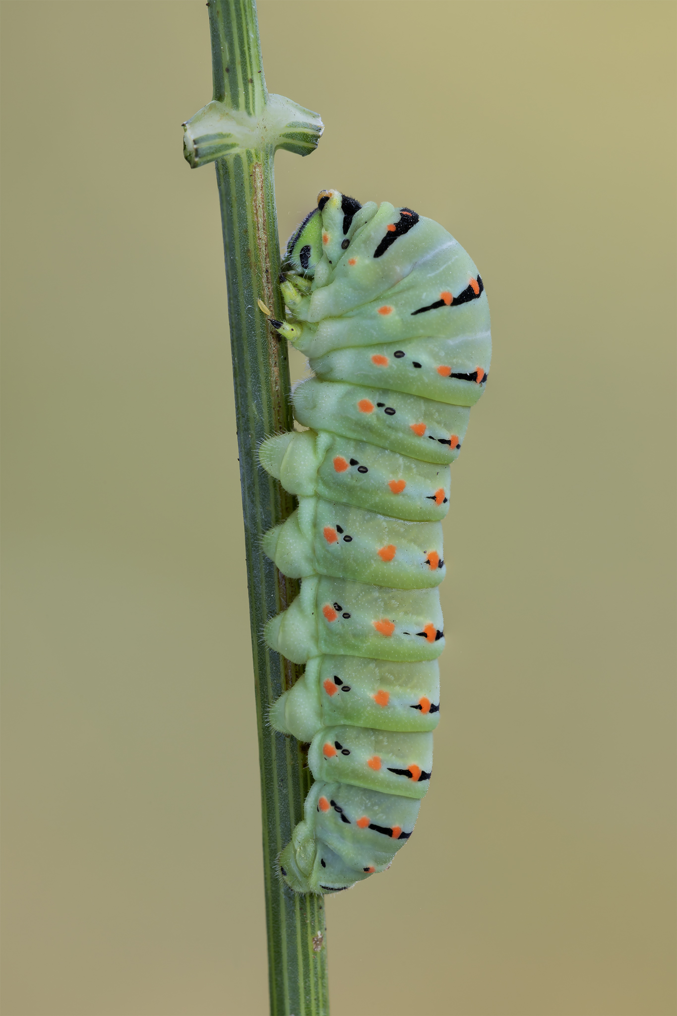 Macaone Caterpillar...