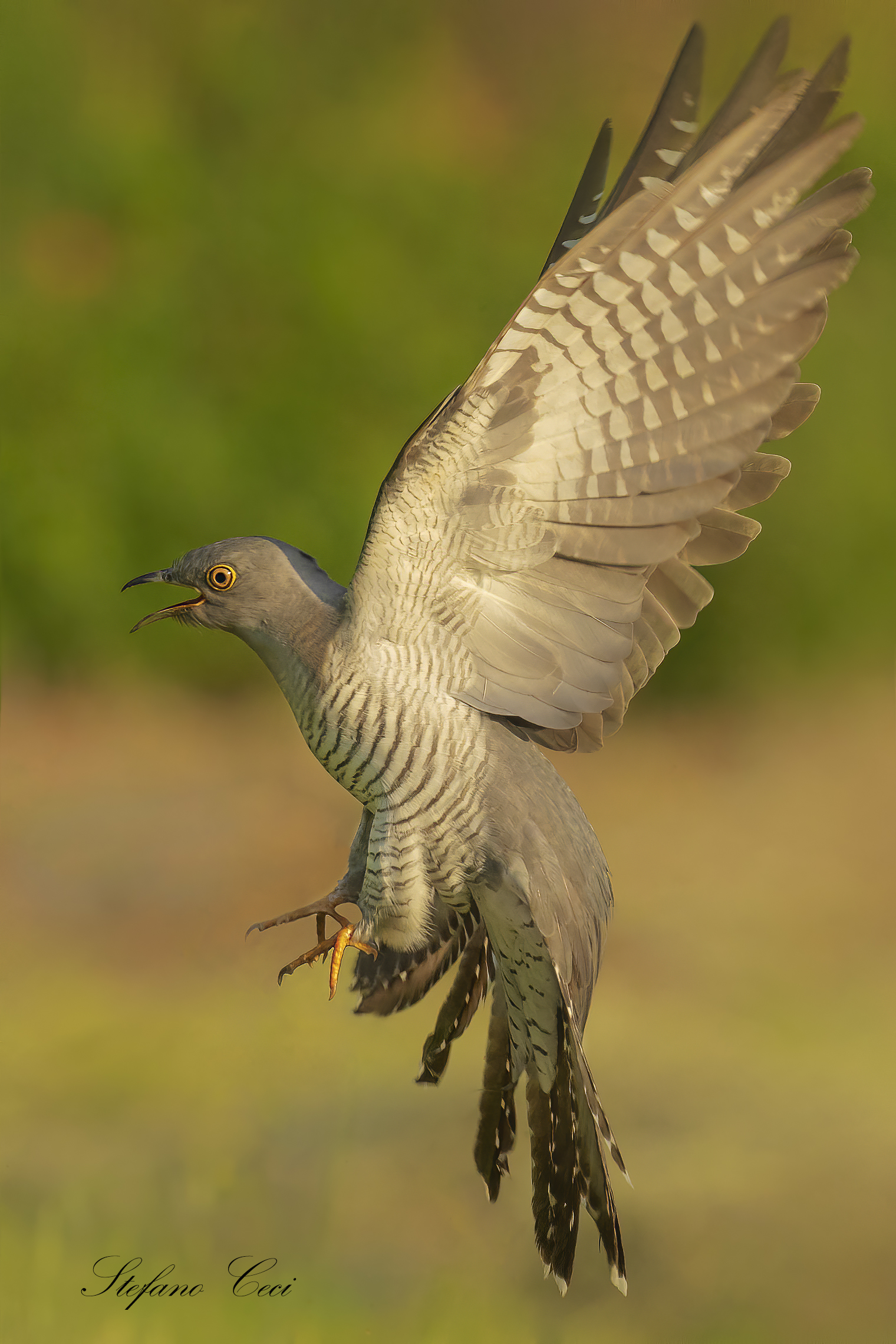 In-flight cuckoo...