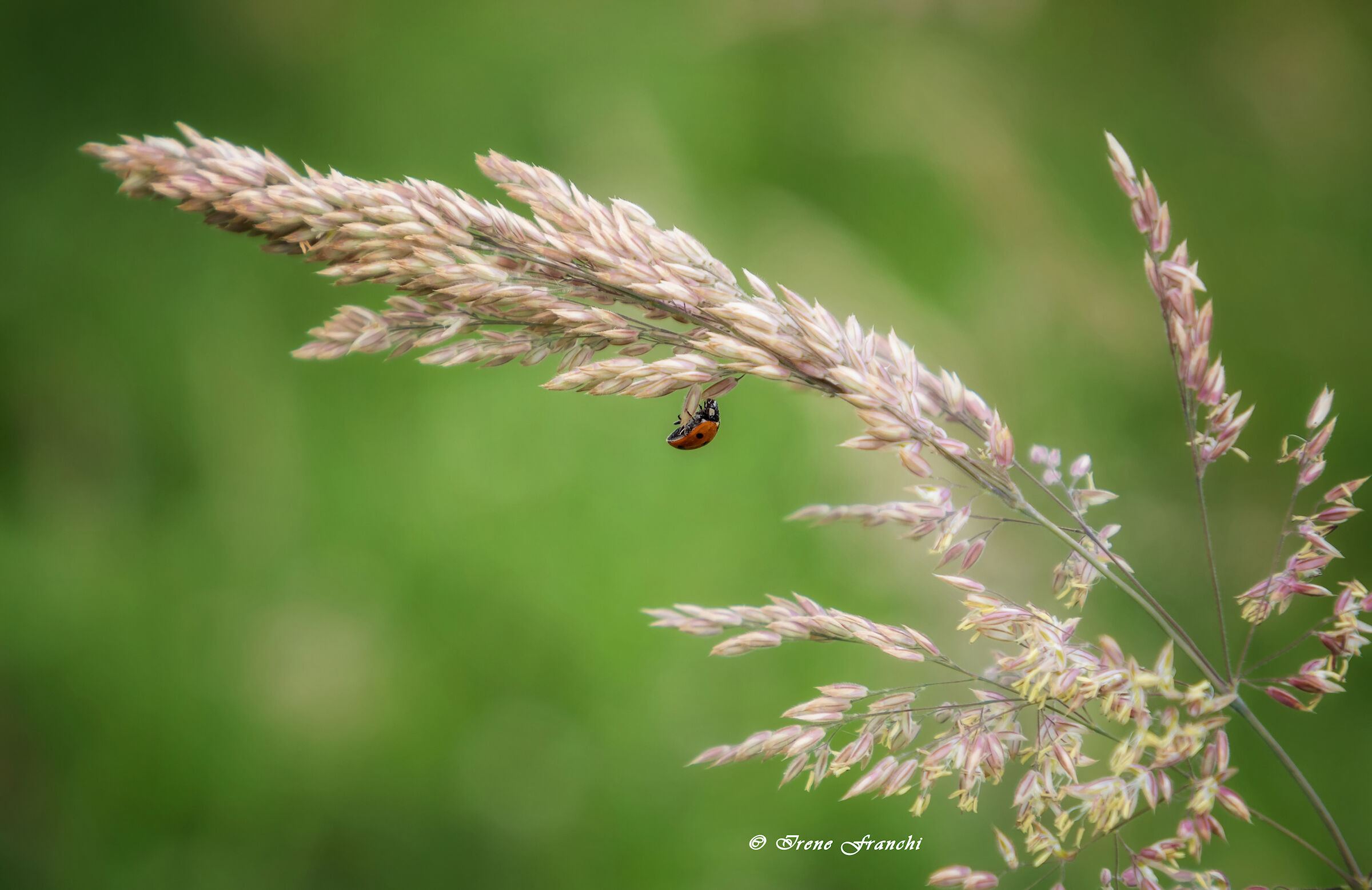 ladybug...