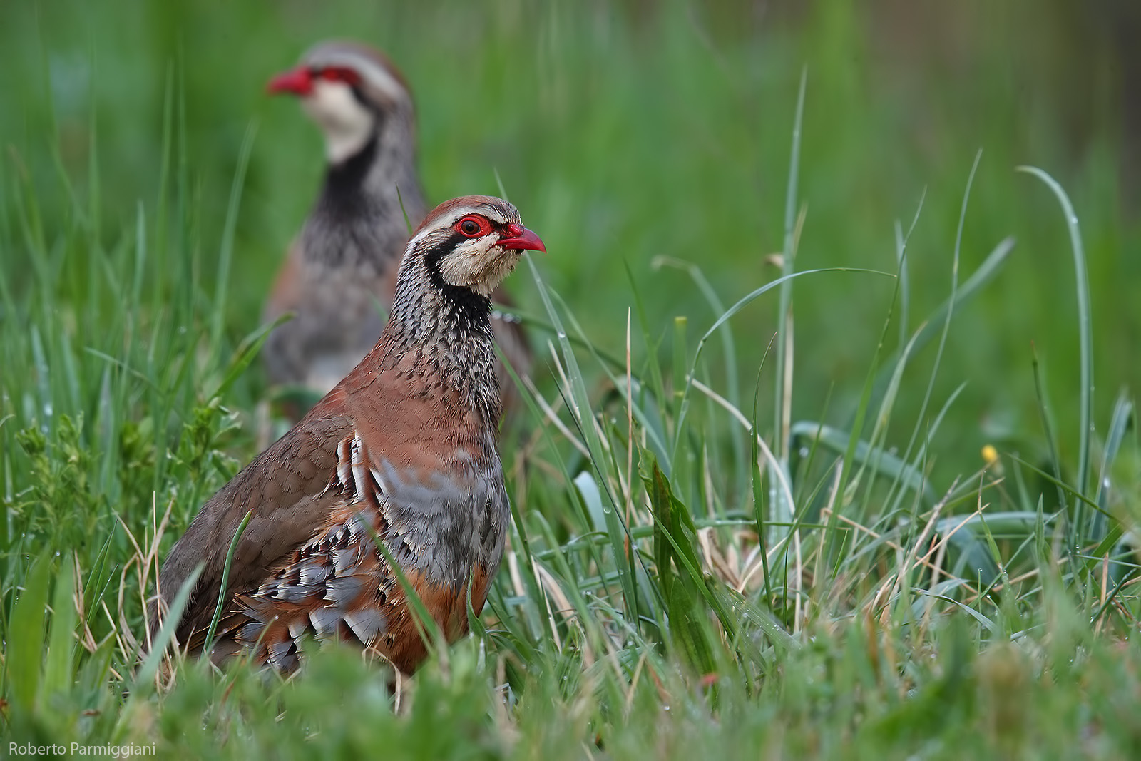 Double red partridge...