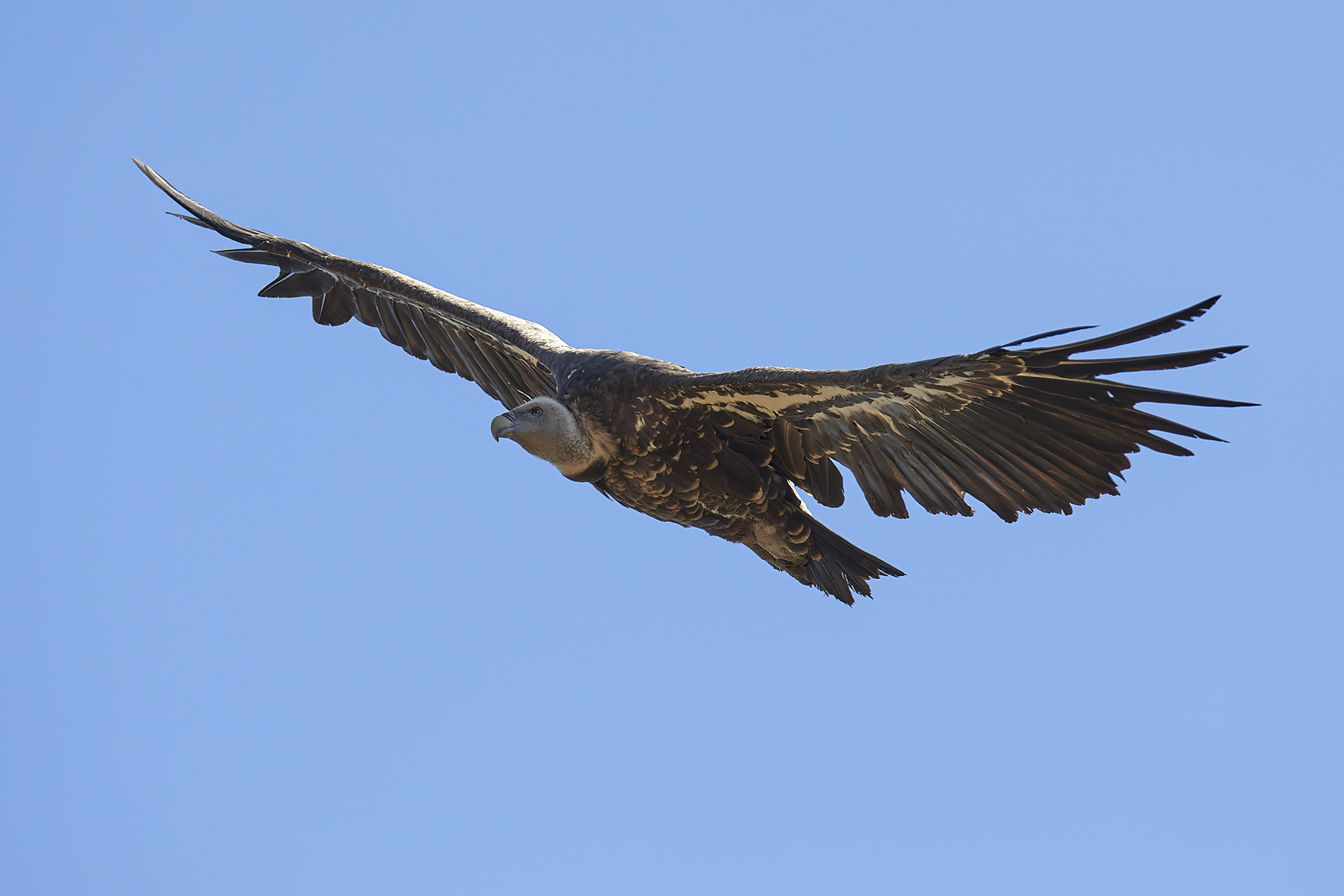 L'avvoltoio di Rueppell - Alcara li fusi 12-07-2020...