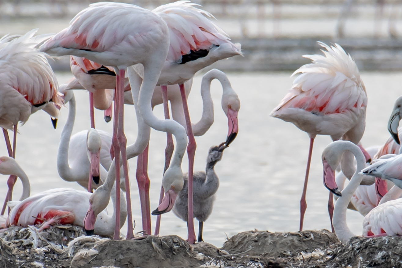 Agios Mamas(flamingos give birth in Greece) .first time...