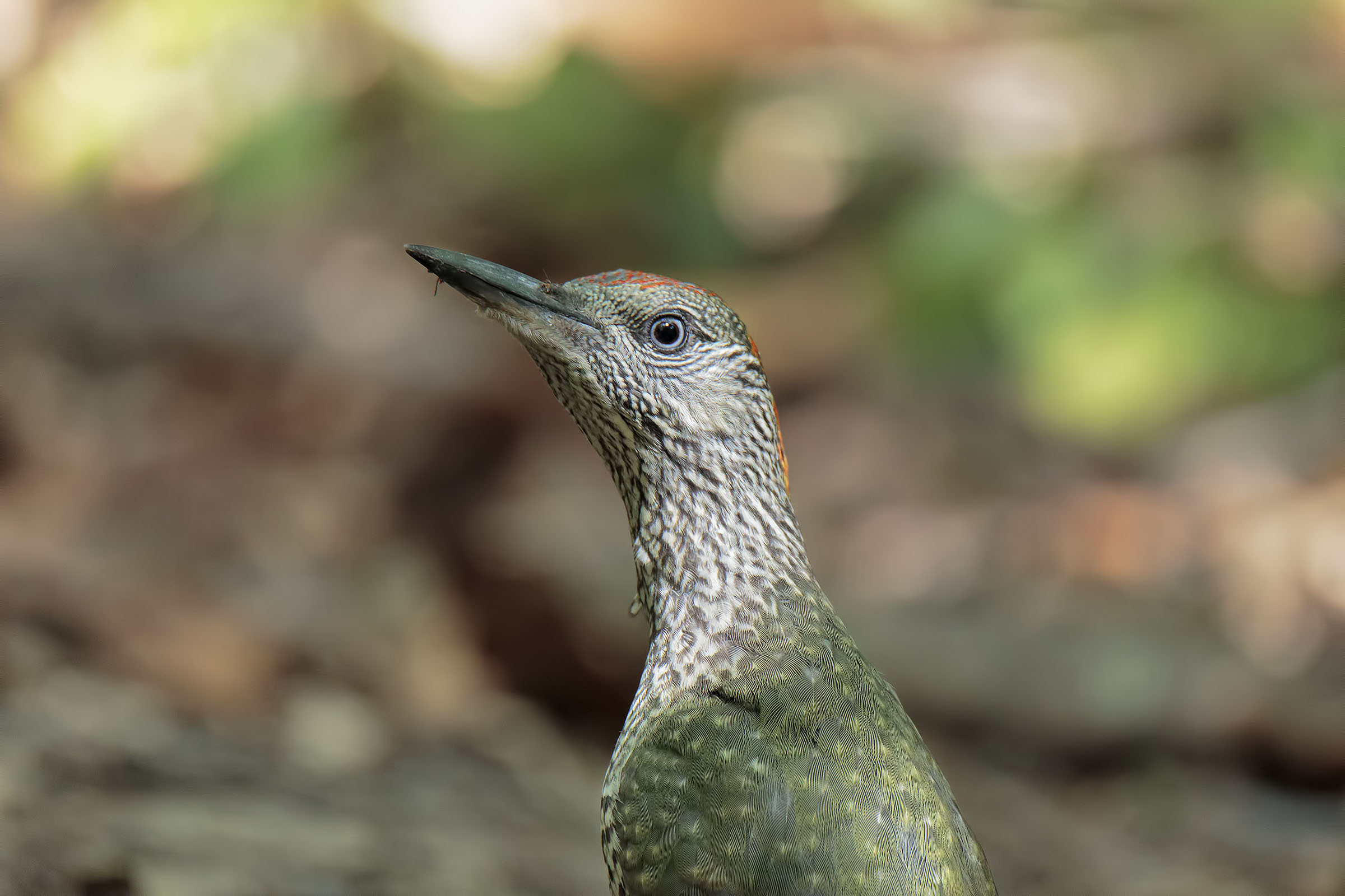 Green Woodpecker Profile...