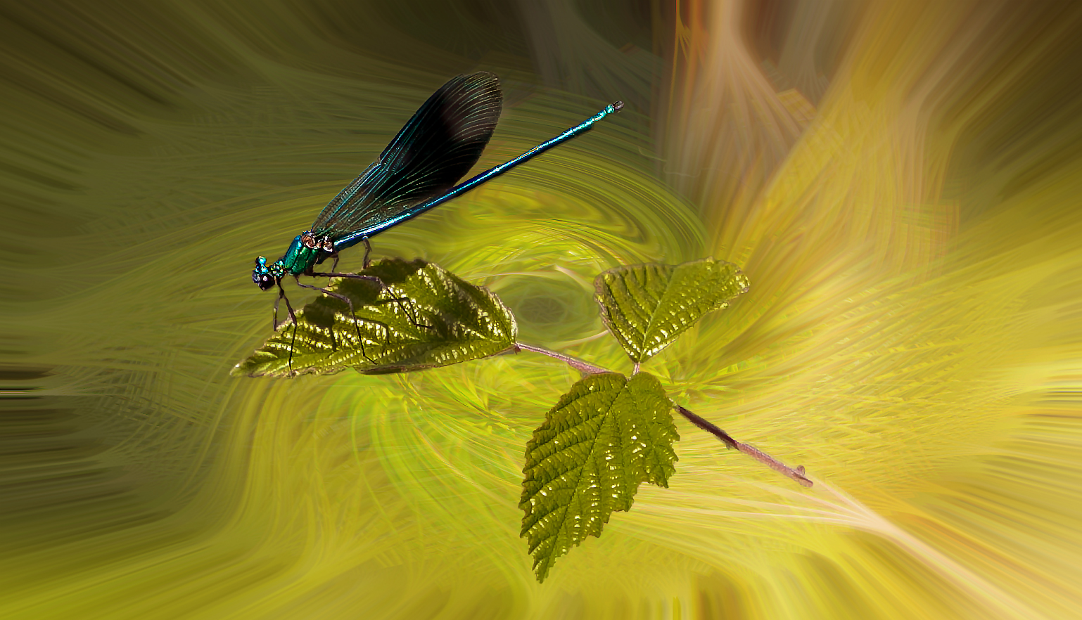 dragonfly among the brambles...