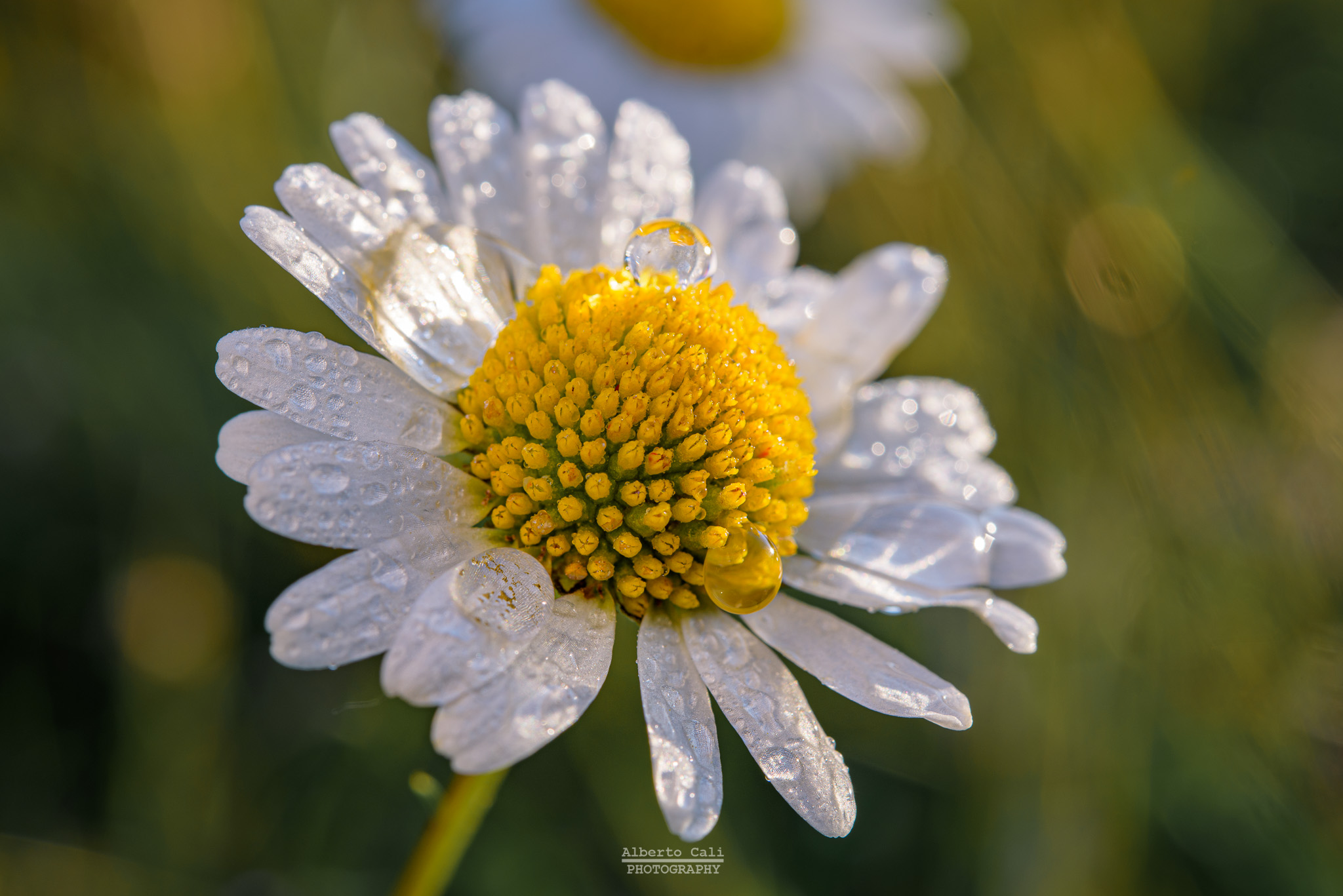 Daisy with dew...