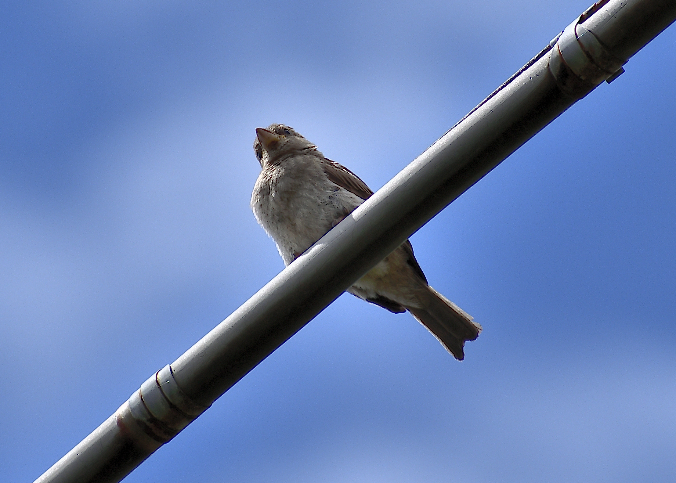 Habitual Sparrow...