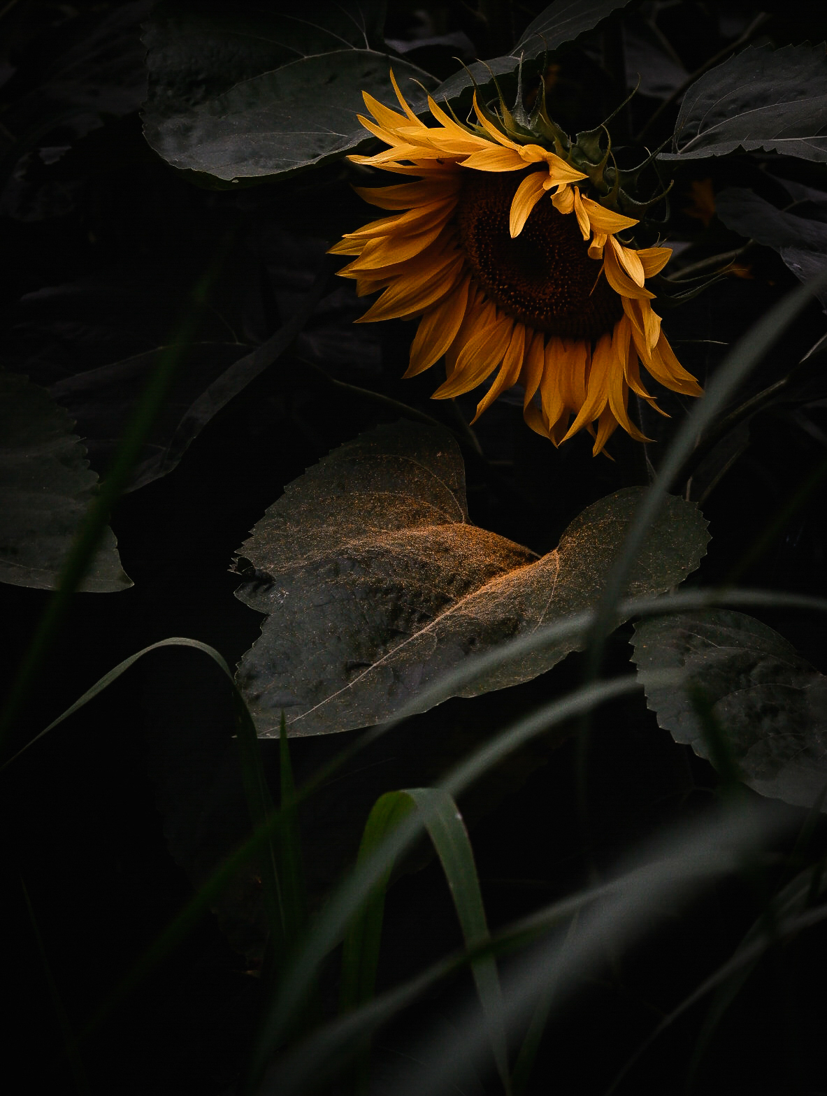 The melancholy of a Sunflower...
