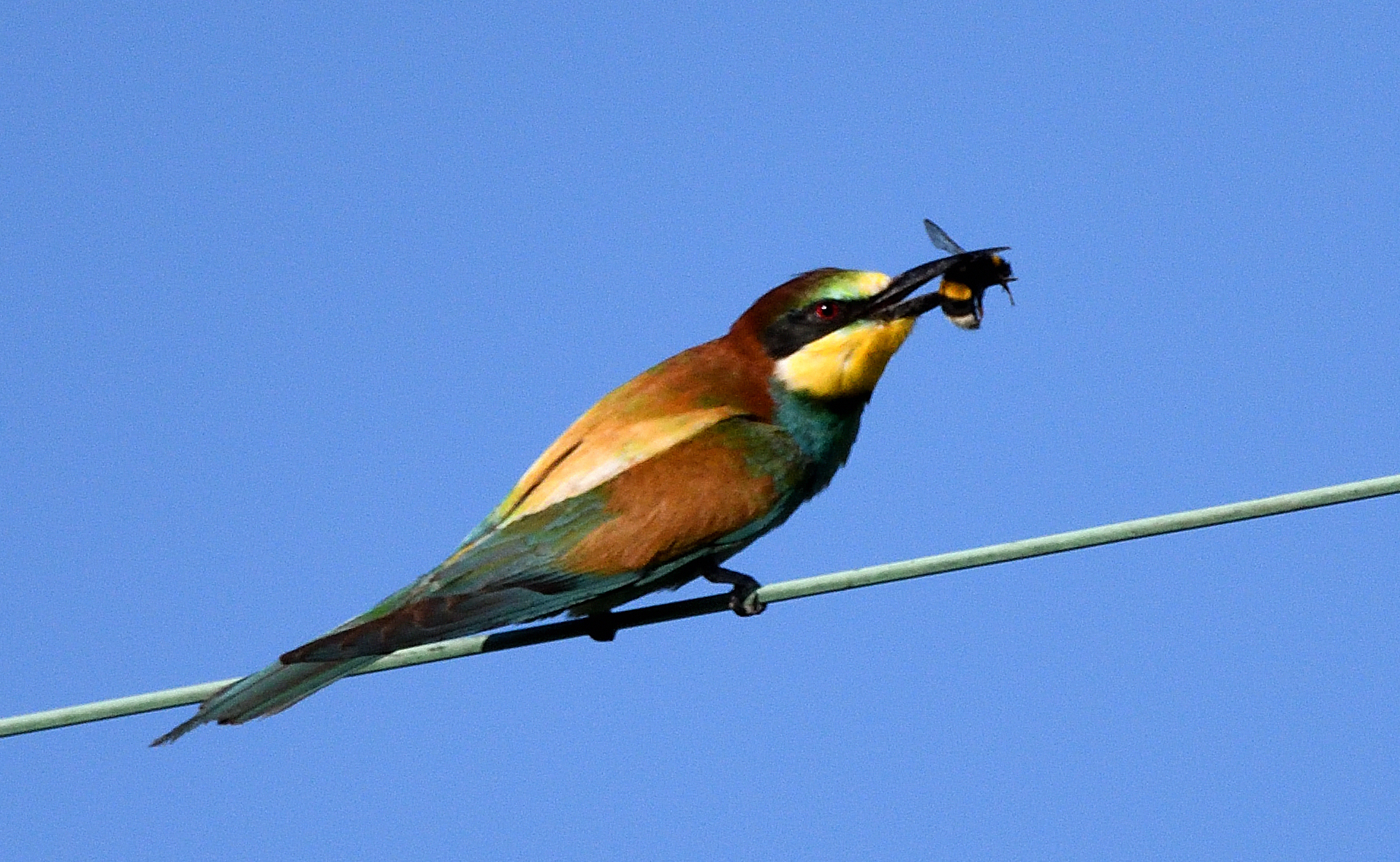 Bee-eater......