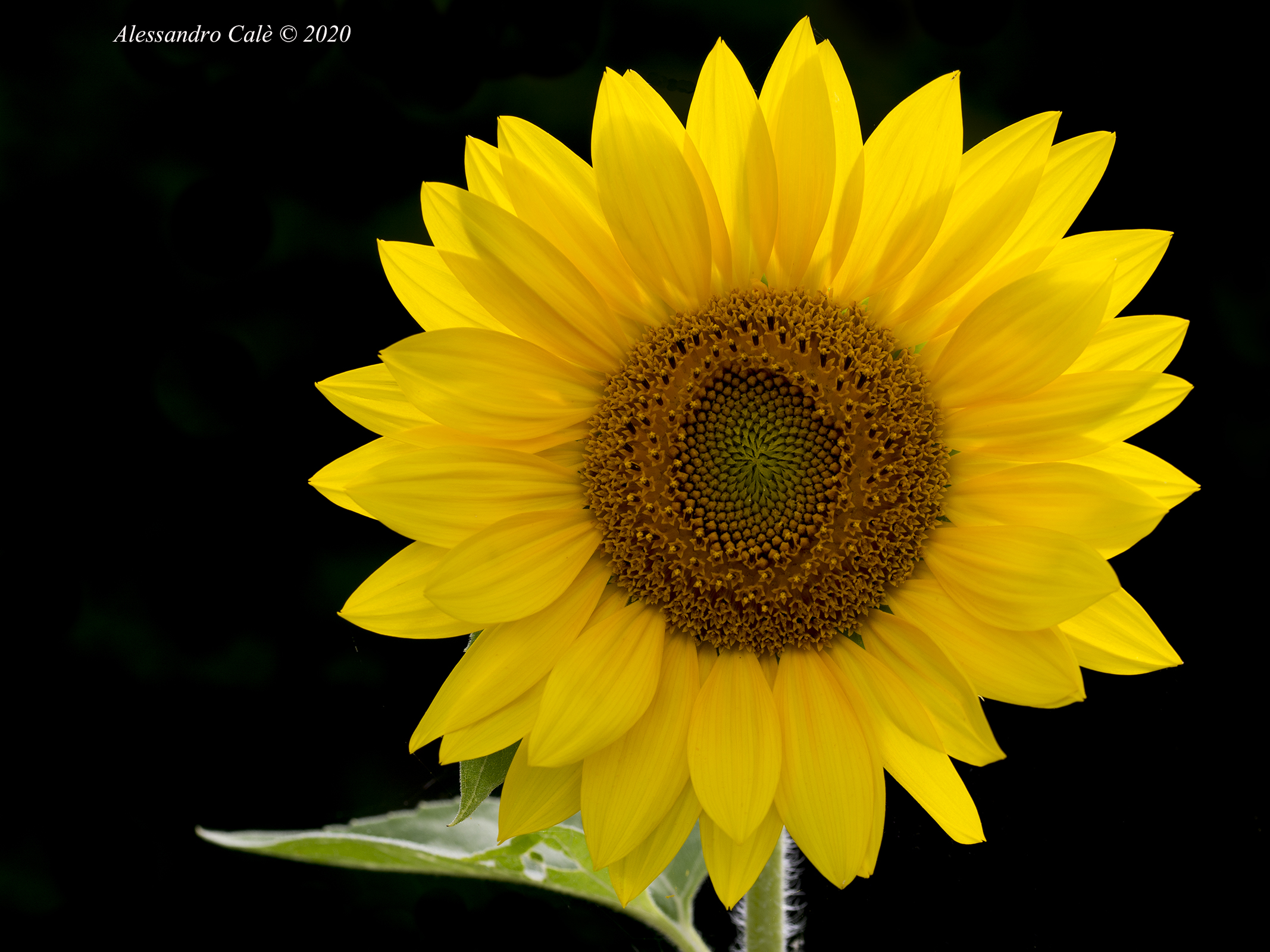 Sunflower 8678...