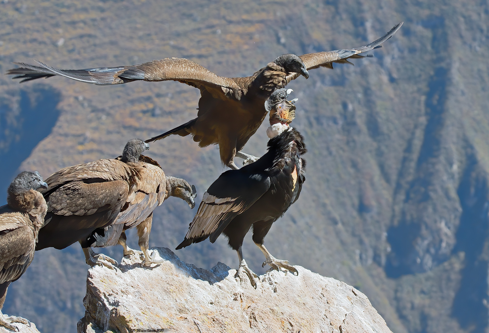 Andean Condor (Vultur gryphus)...
