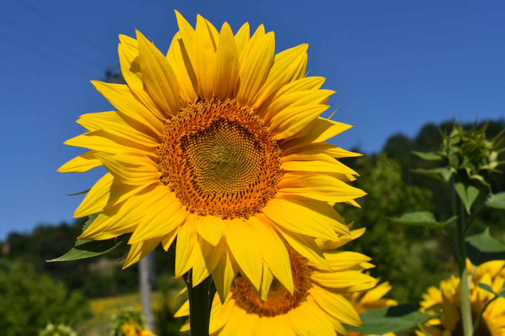 The sunflower that brings joy...