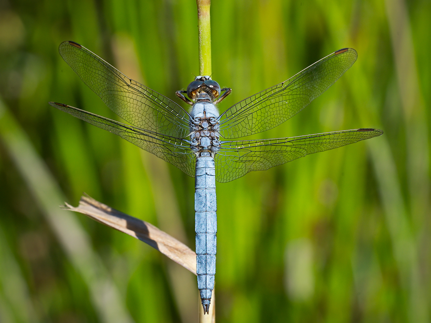 Dragonfly (Orthetrum brunneum - male)...