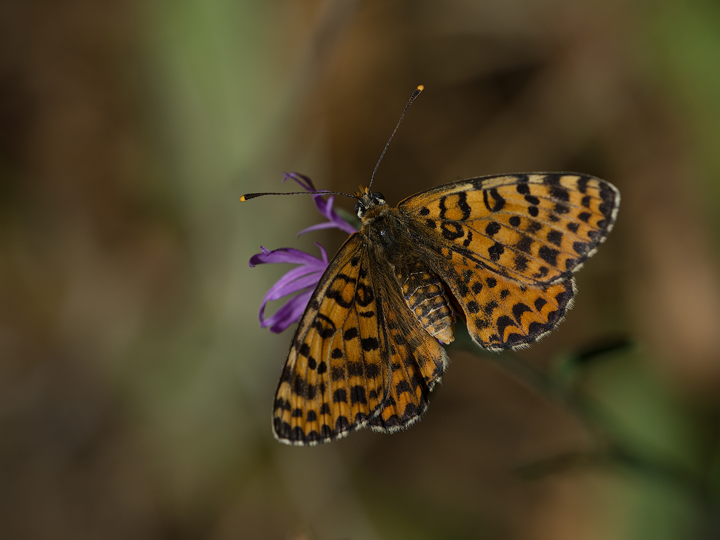 Farfalla (Melitaea Didyma)...