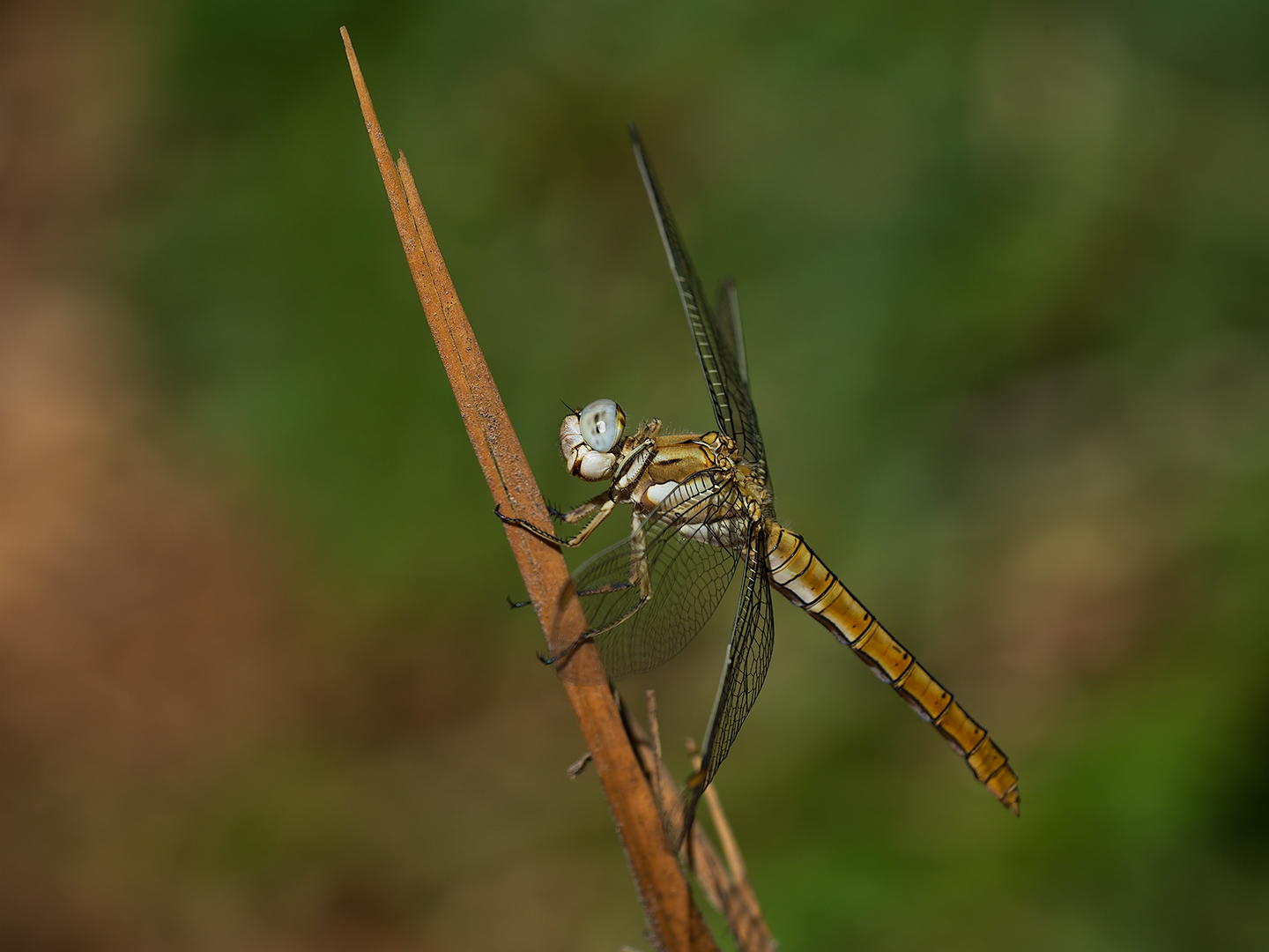 Dragonfly (Orthetrum brunneum female)...