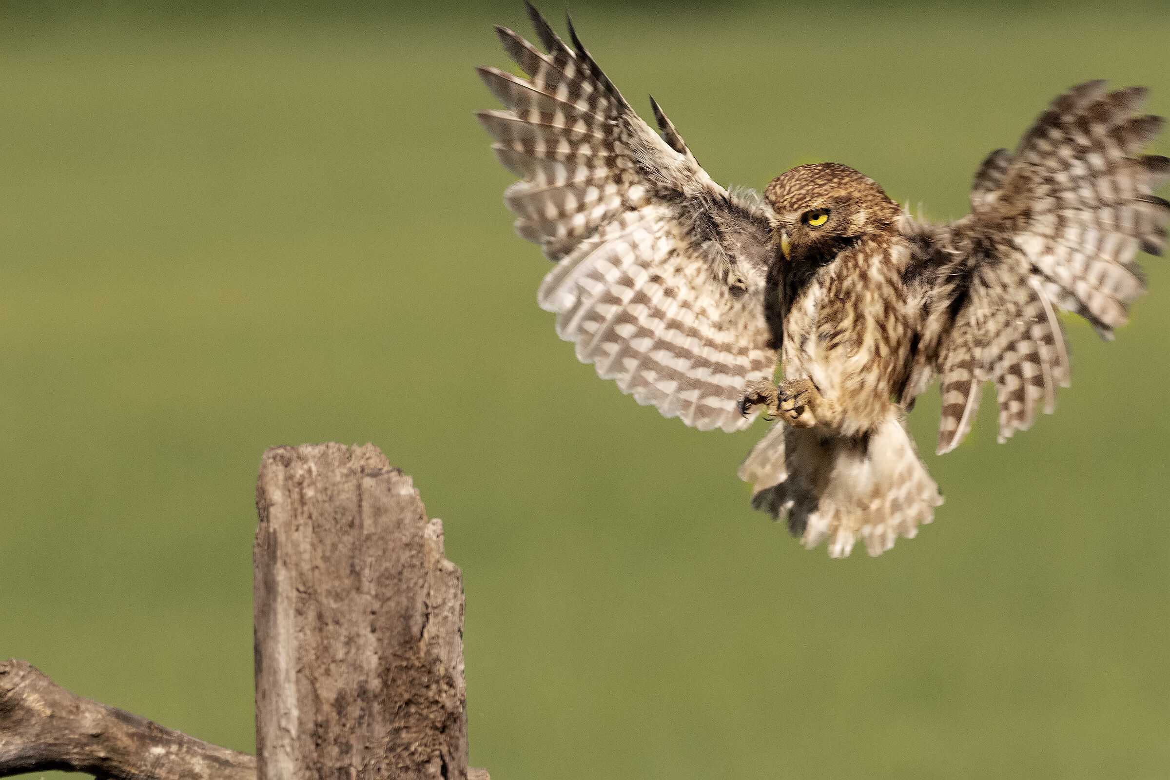 Landing Owl...