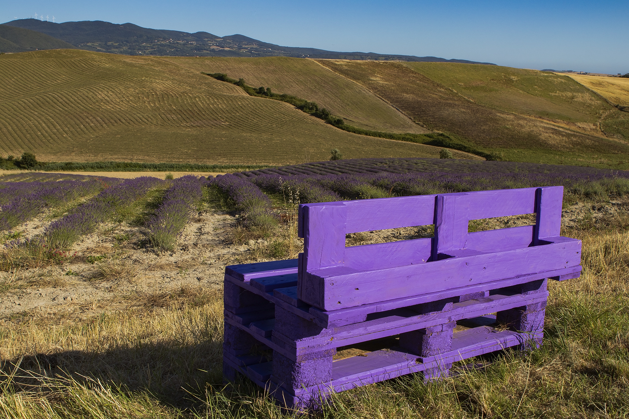 Lavender bench...