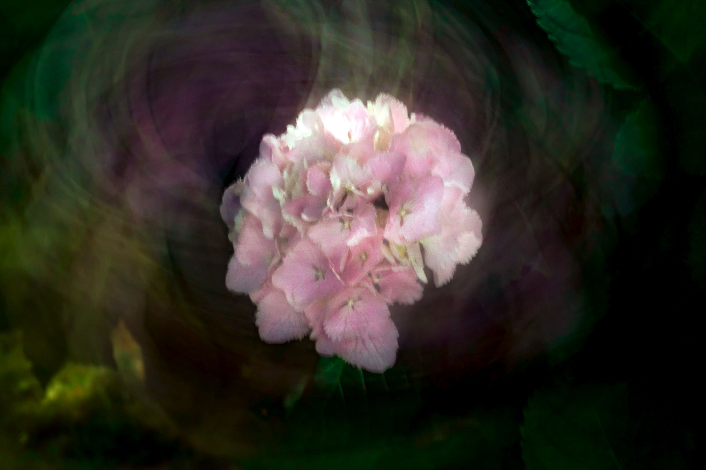 hydrangea and abstraction...